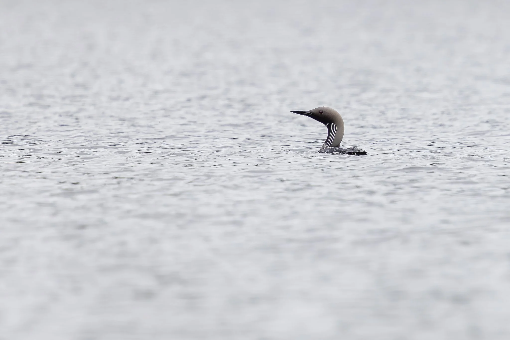 Arctic loon, Jyväskylä, 2026