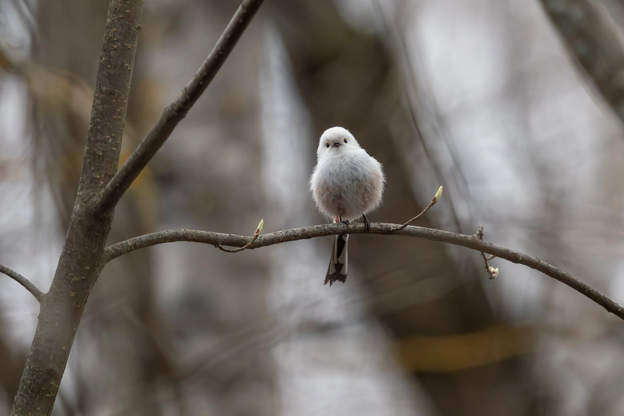 Long-tailed tit, Jyväskylä, 2026