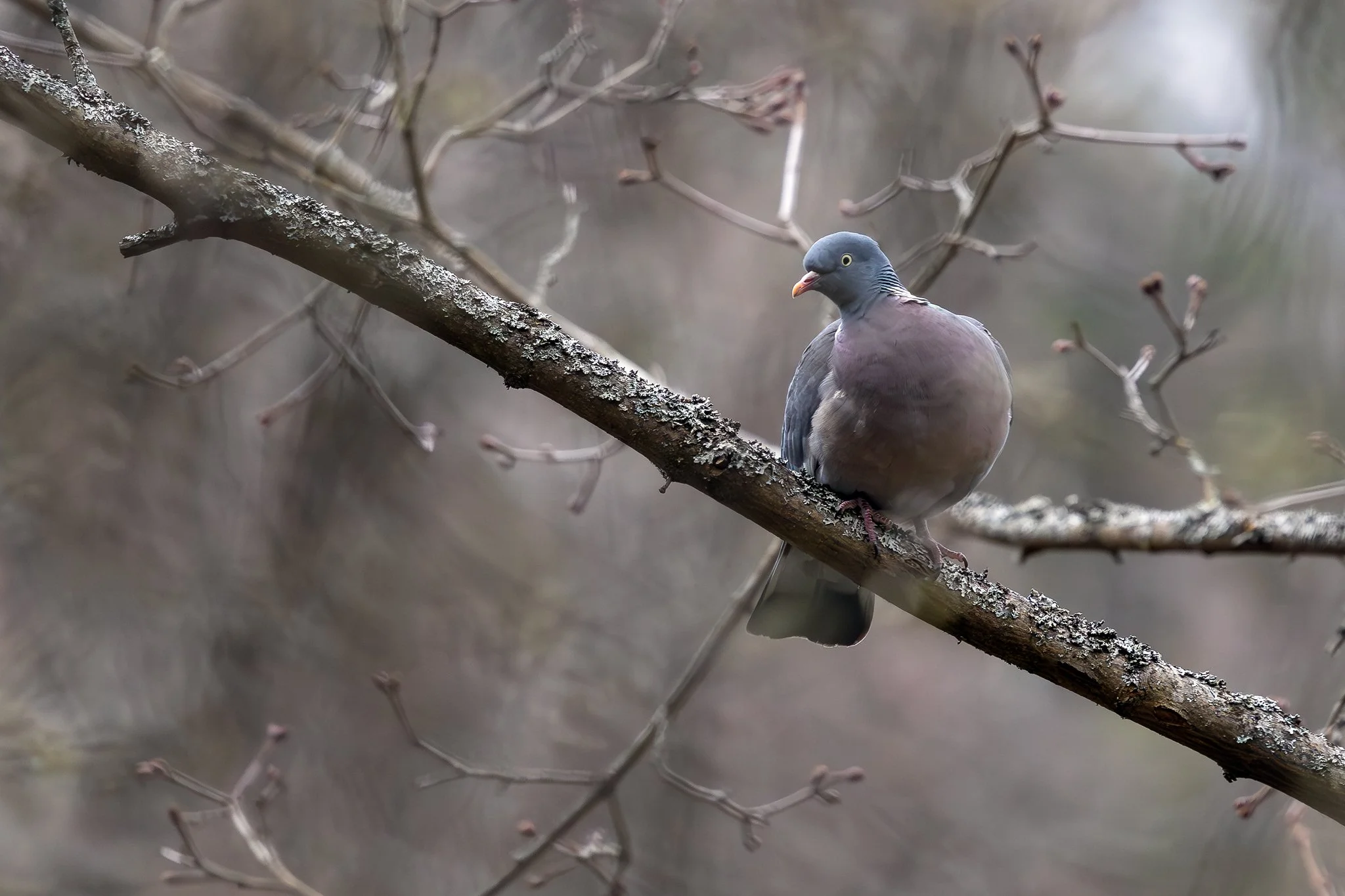 Common wood pigeon, Jyväskylä, 2026
