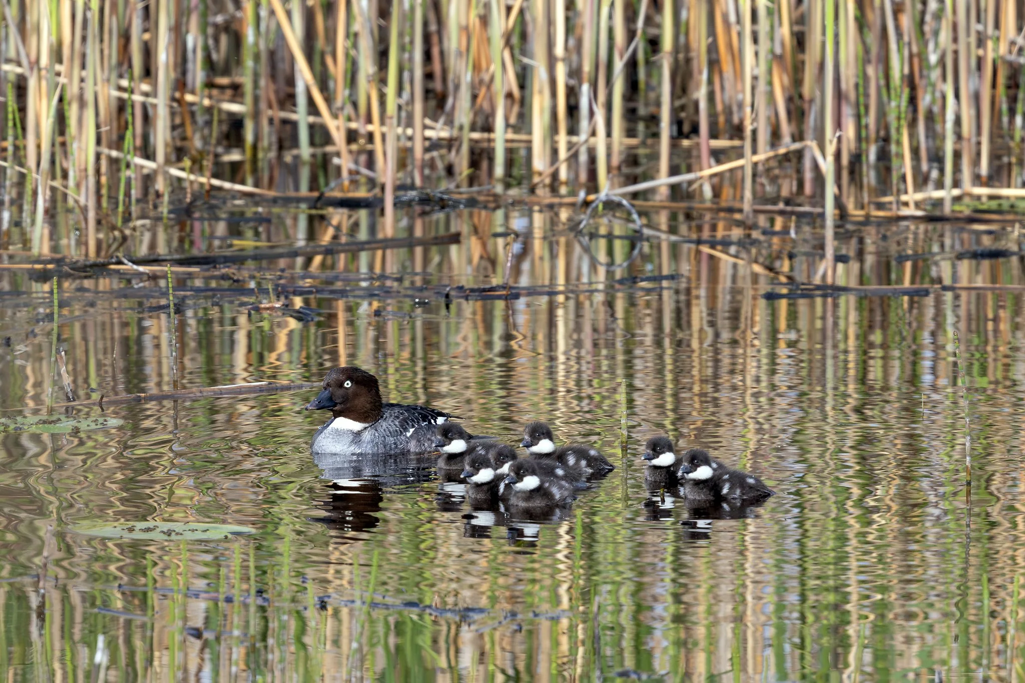 Common goldeneye,  Jyväskylä, 2026