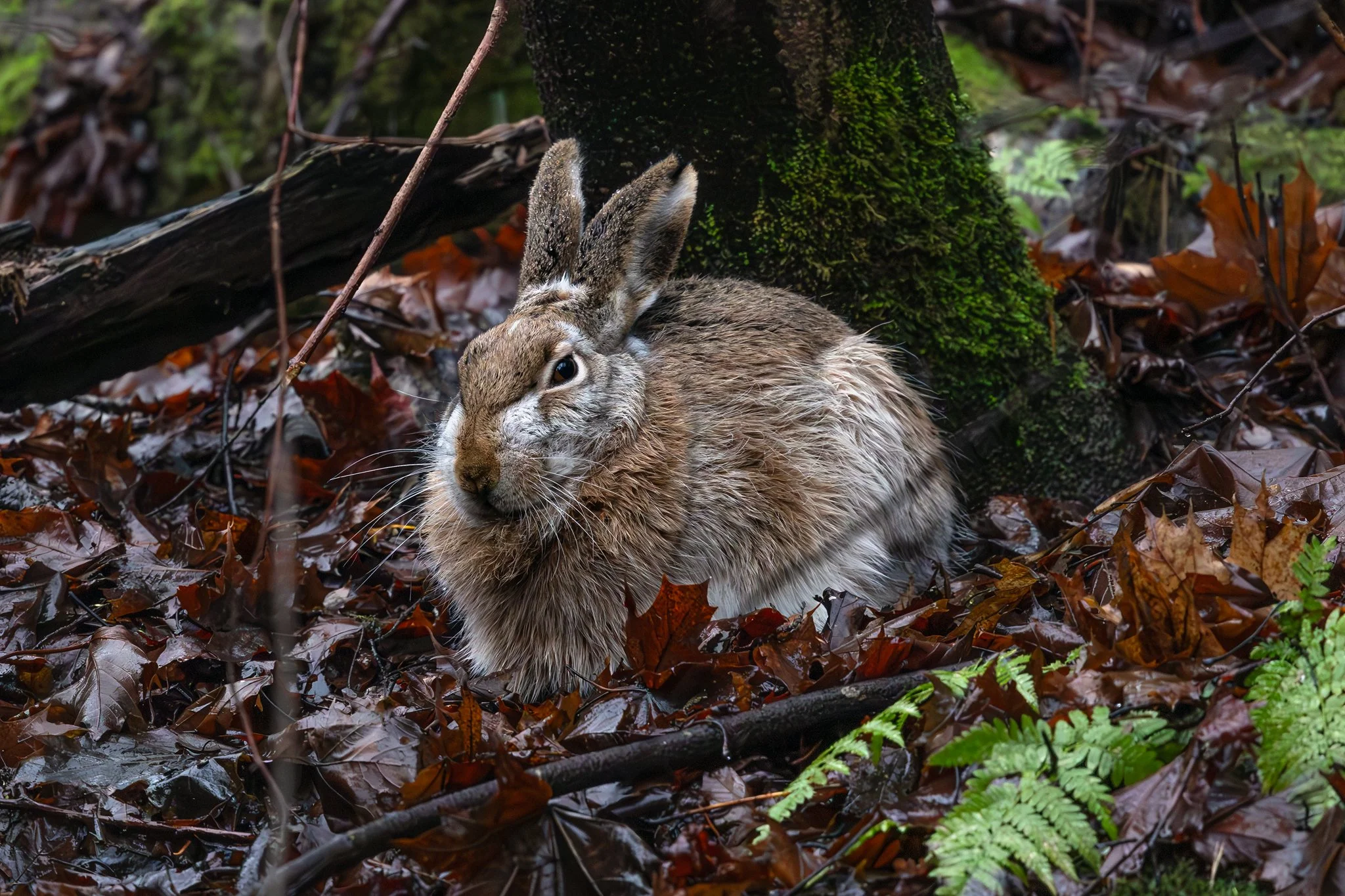 Brown hare,  Jyväskylä, 2025