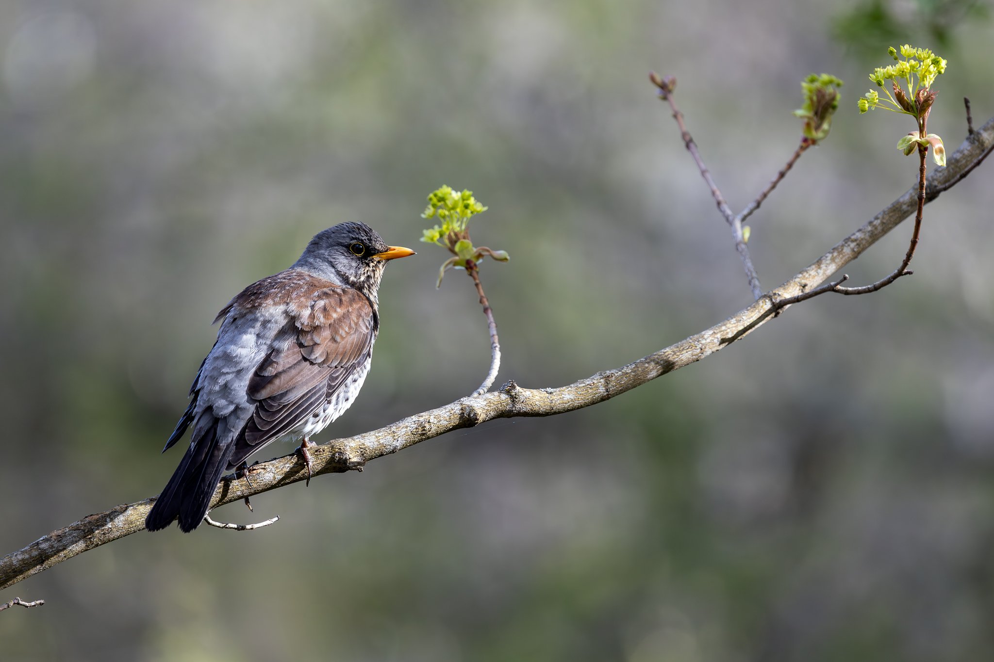 Fieldfare, Jyväskylä, 2026