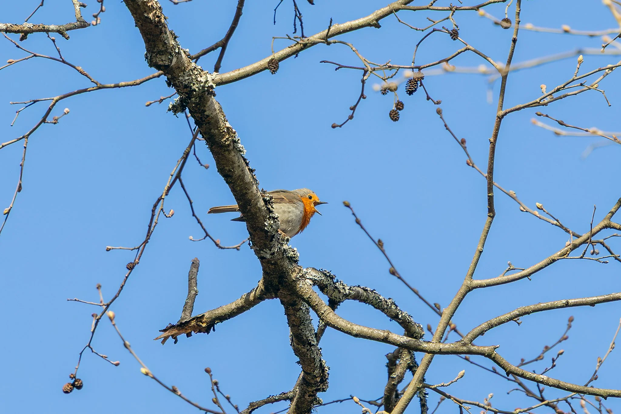 European robin, Jyväskylä, 2026