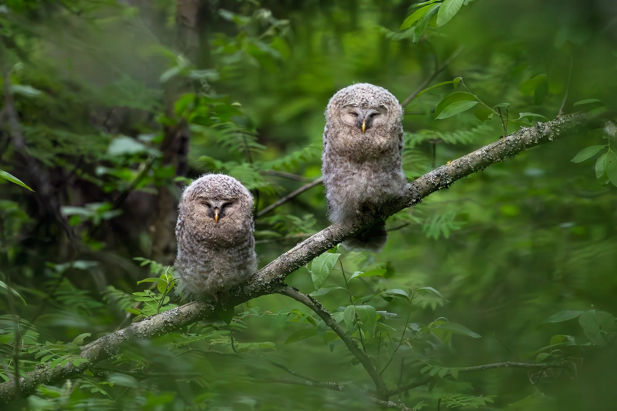 Ural owl, Jyväskylä, 2026