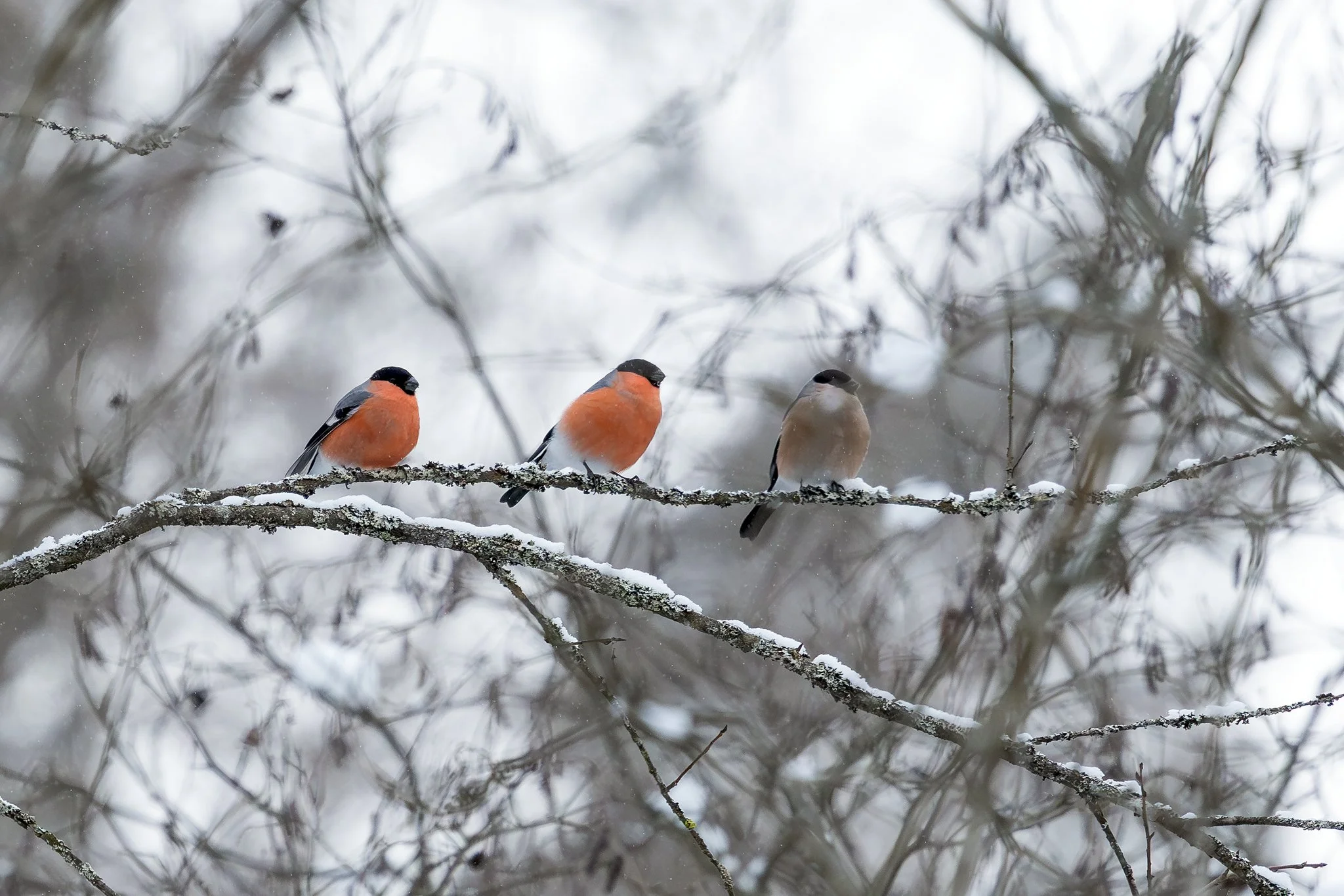 Eurasian bullfinch, Jyväskylä, 2026
