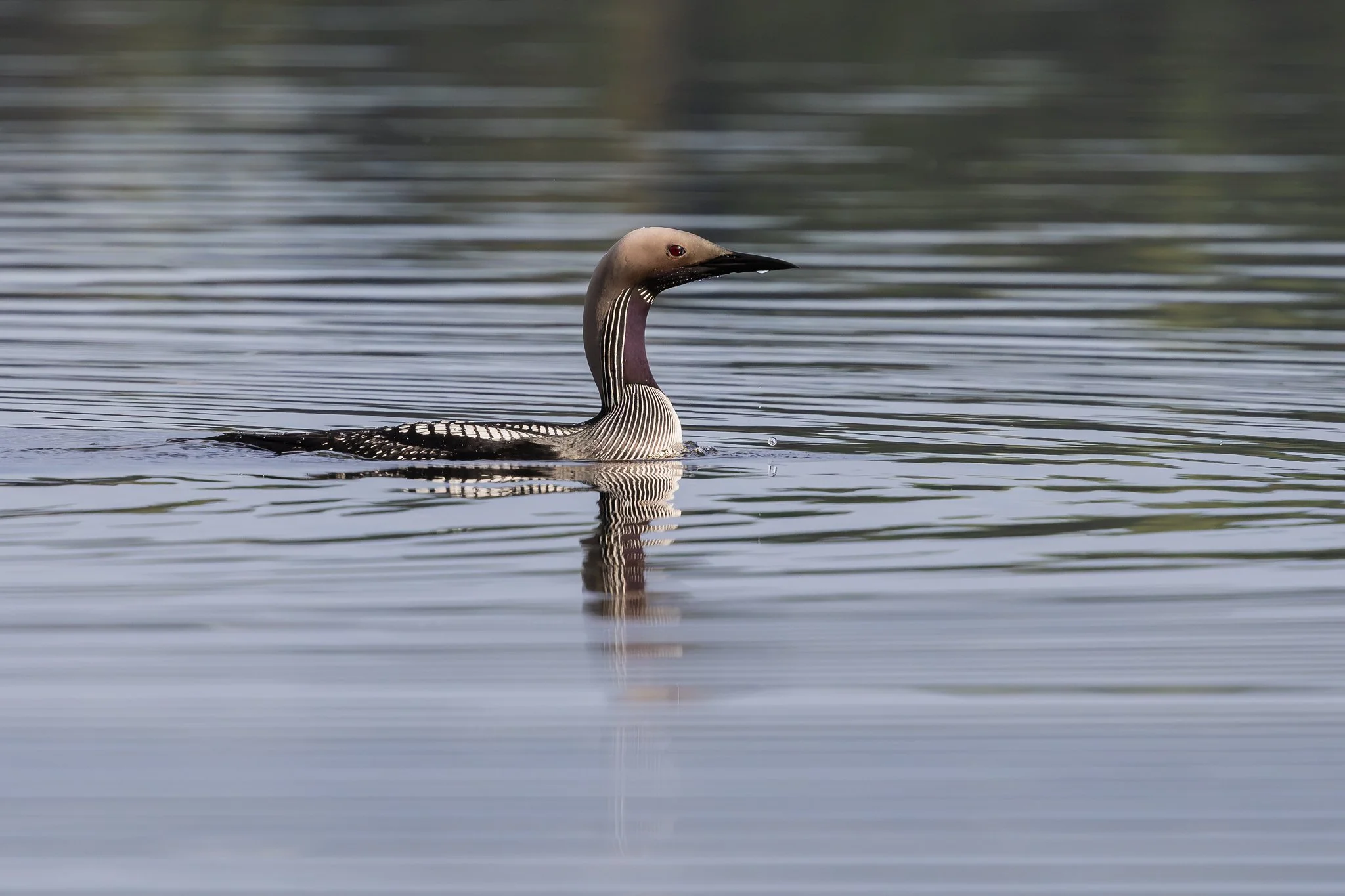 Arctic loon, Jyväskylä, 2026