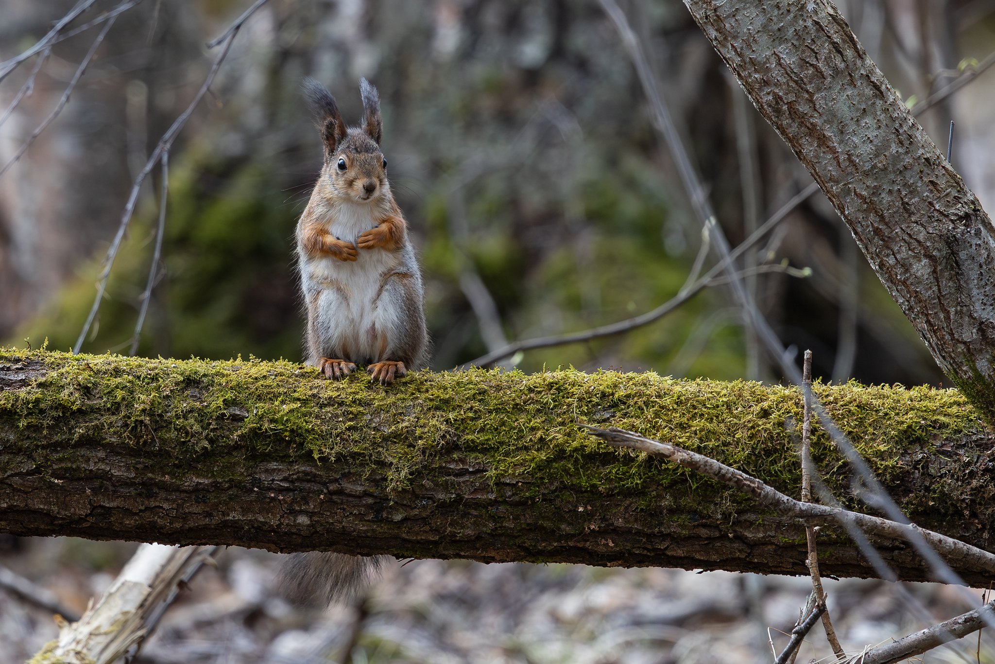 Eurasian red squirrel, Jyväskylä, 2026