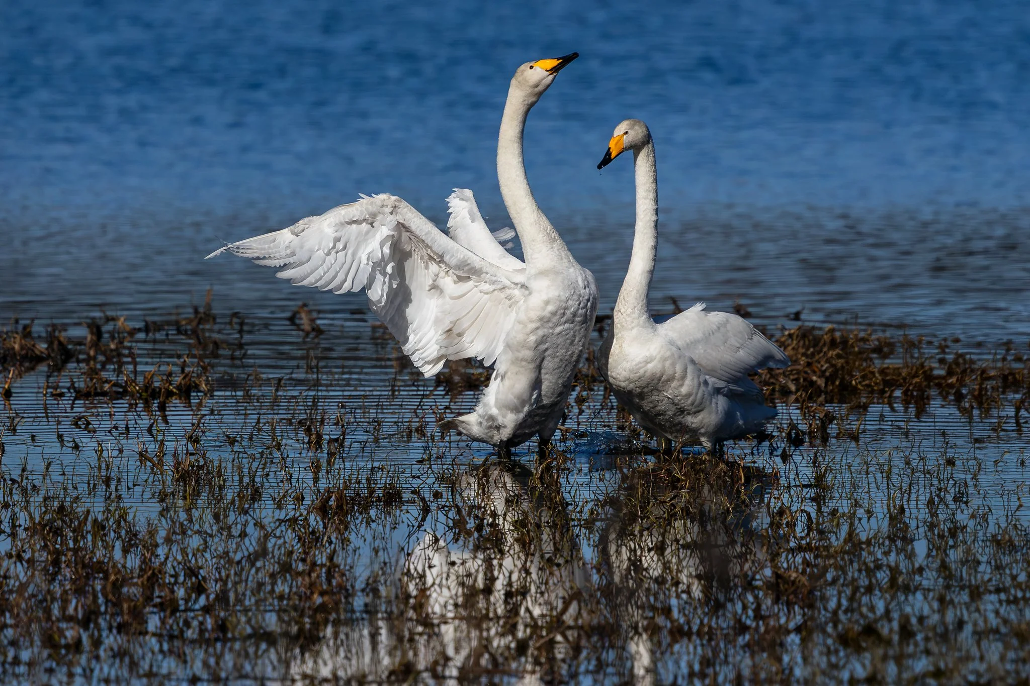 Whooper swan, Jyväskylä, 2026