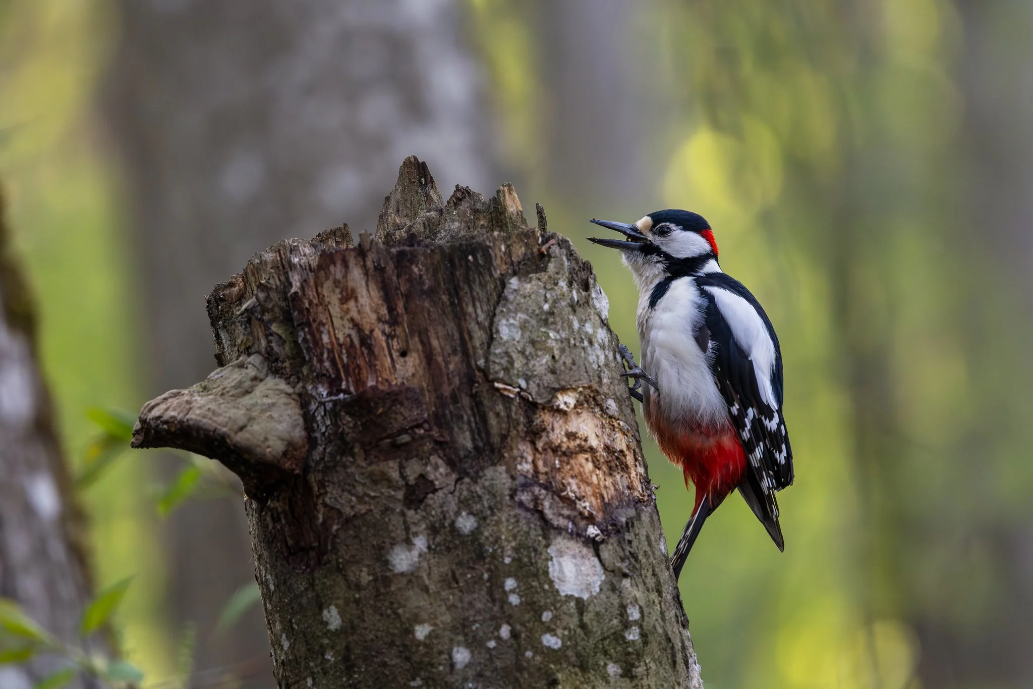 Great spotted woodpecker, Jyväskylä, 2026