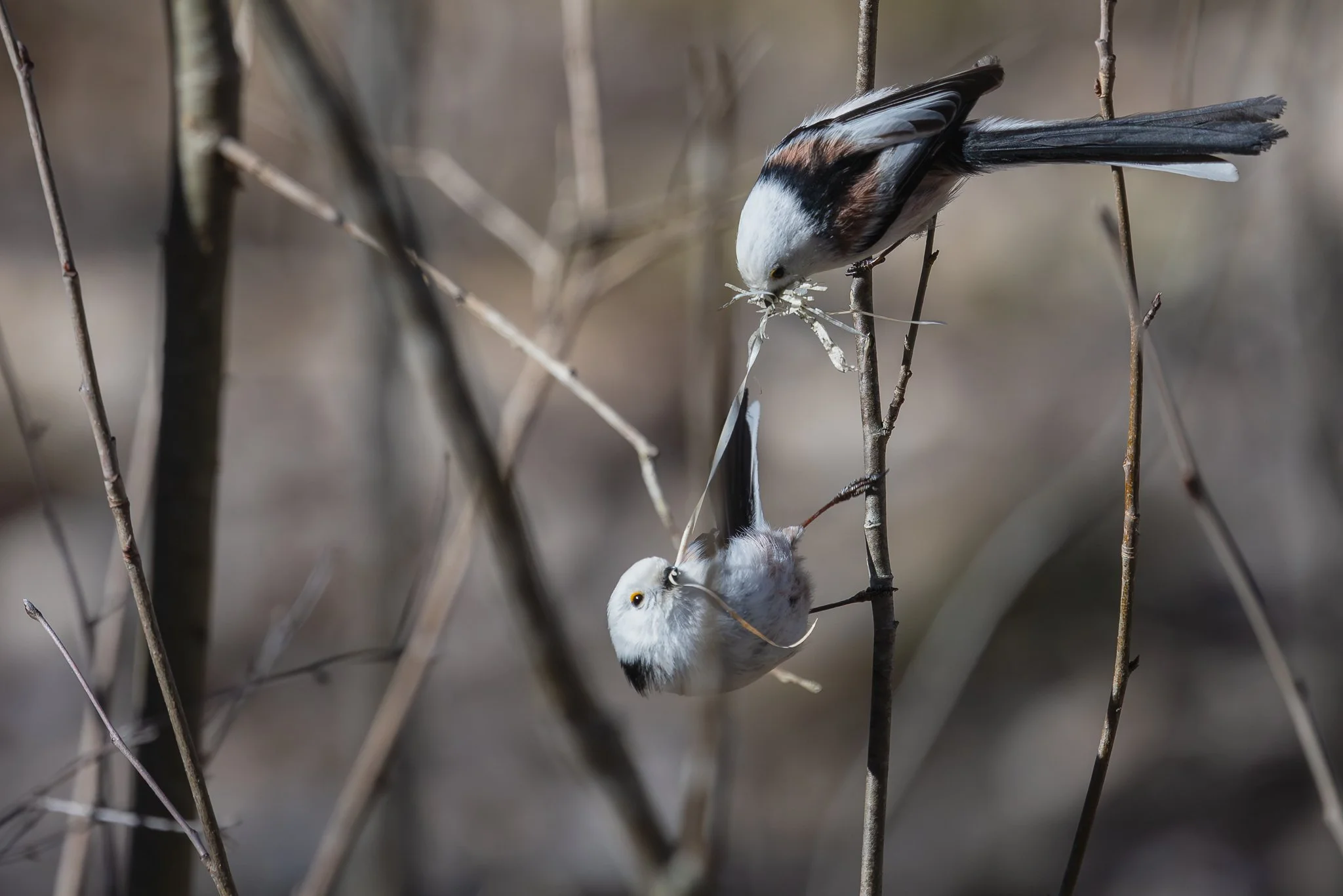 Long-tailed tit, Jyväskylä, 2026