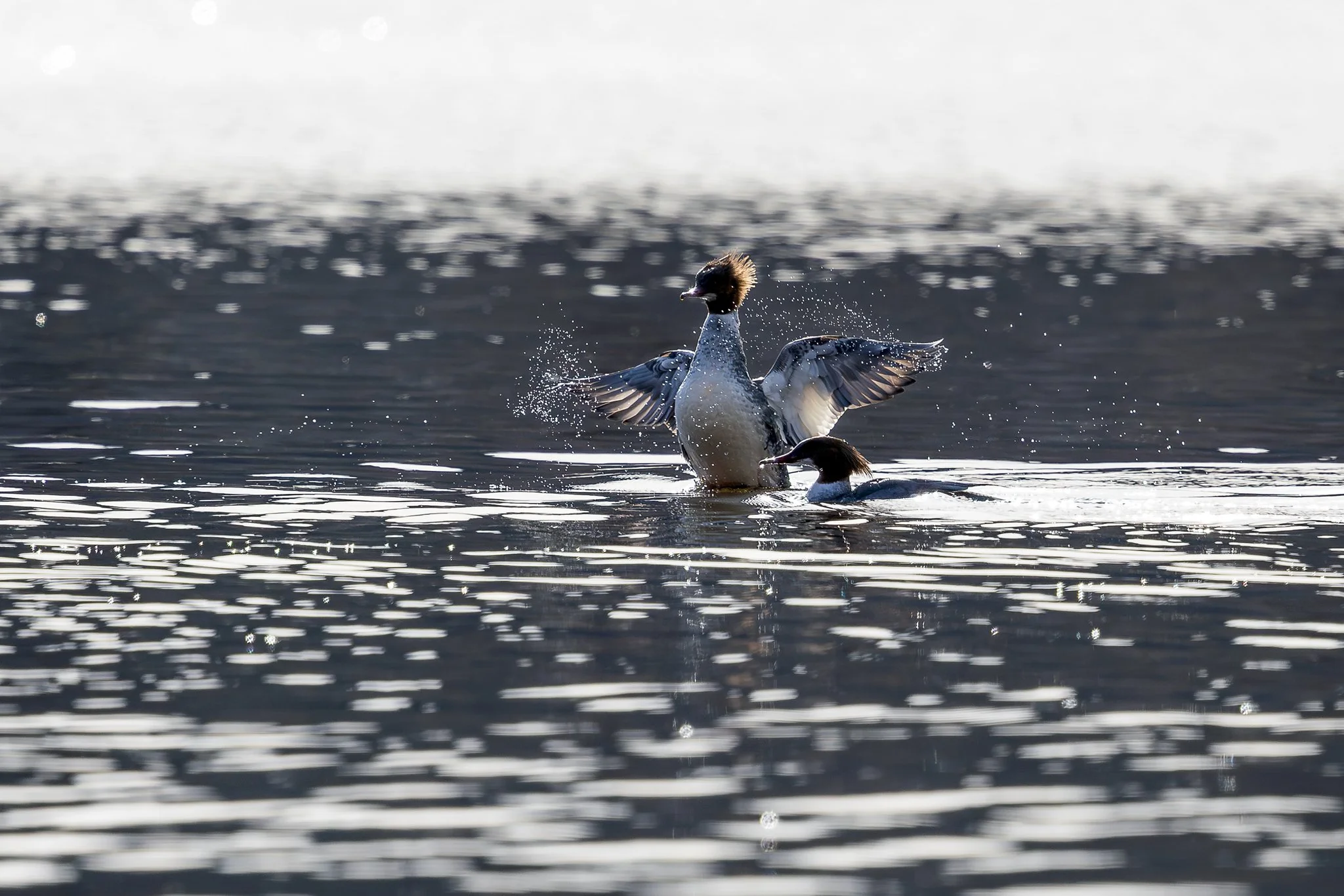 Common merganser, Jyväskylä, 2026