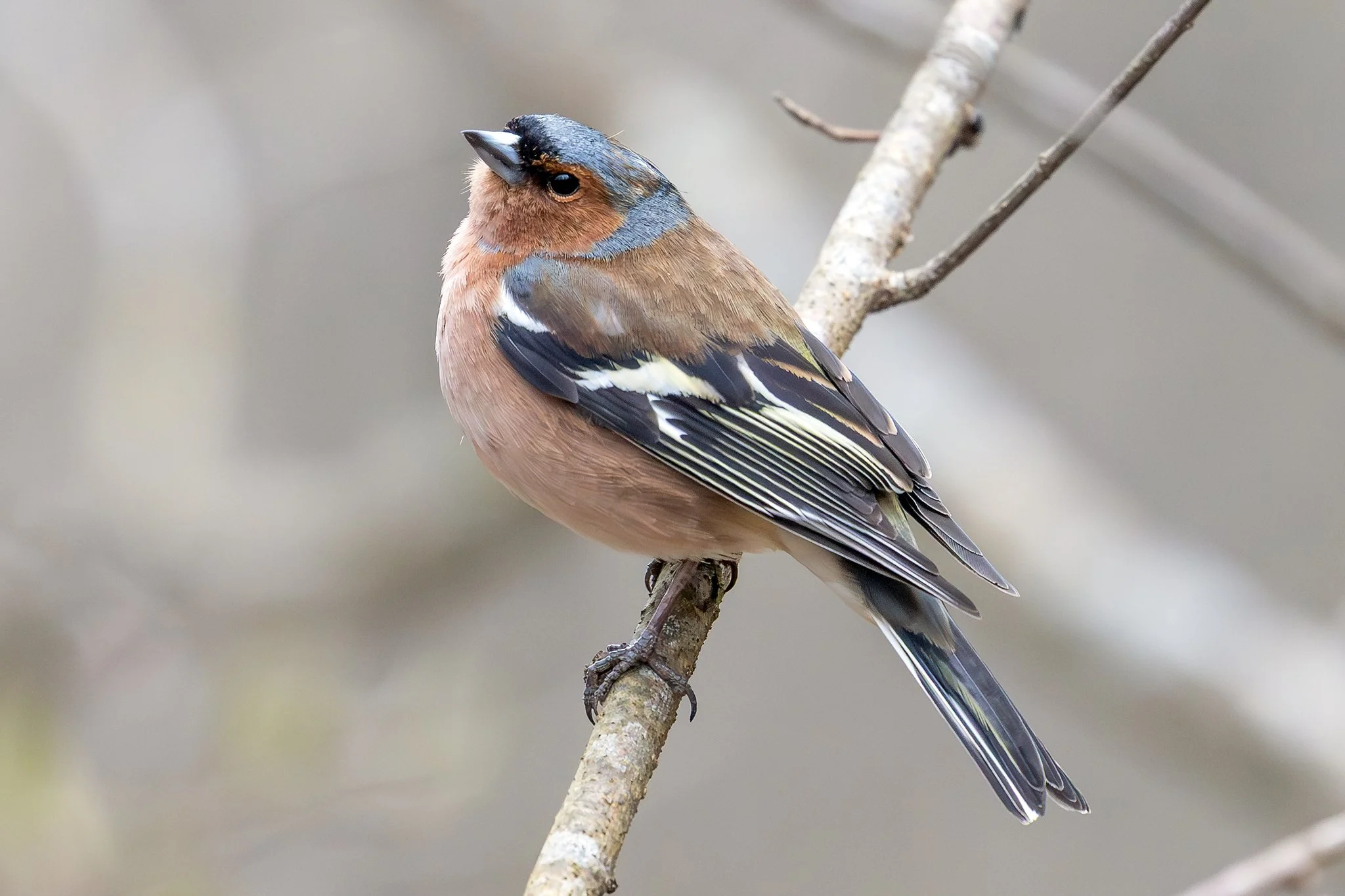 Common chaffinch, Jyväskylä, 2026
