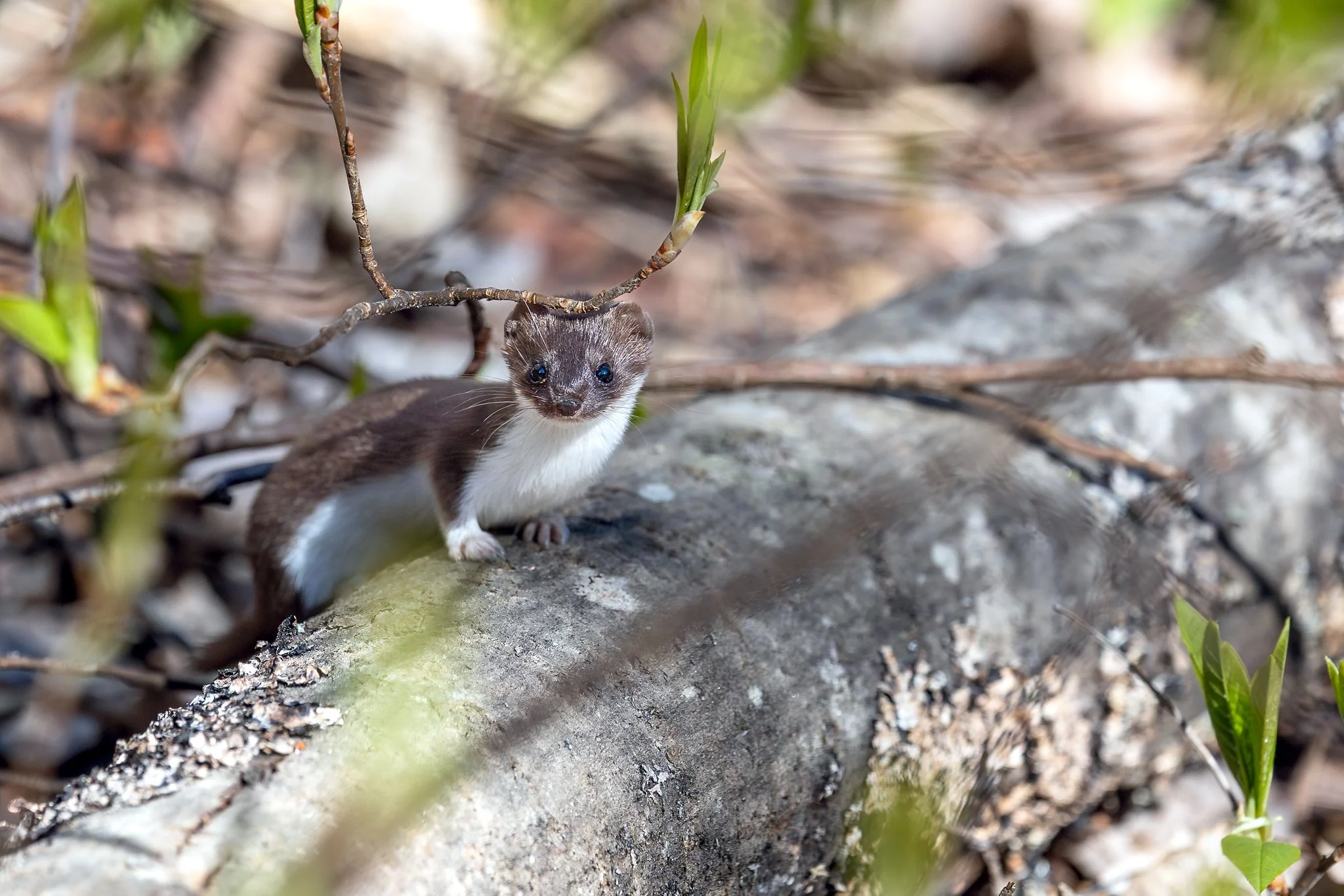 Least weasel, Jyväskylä, 2026