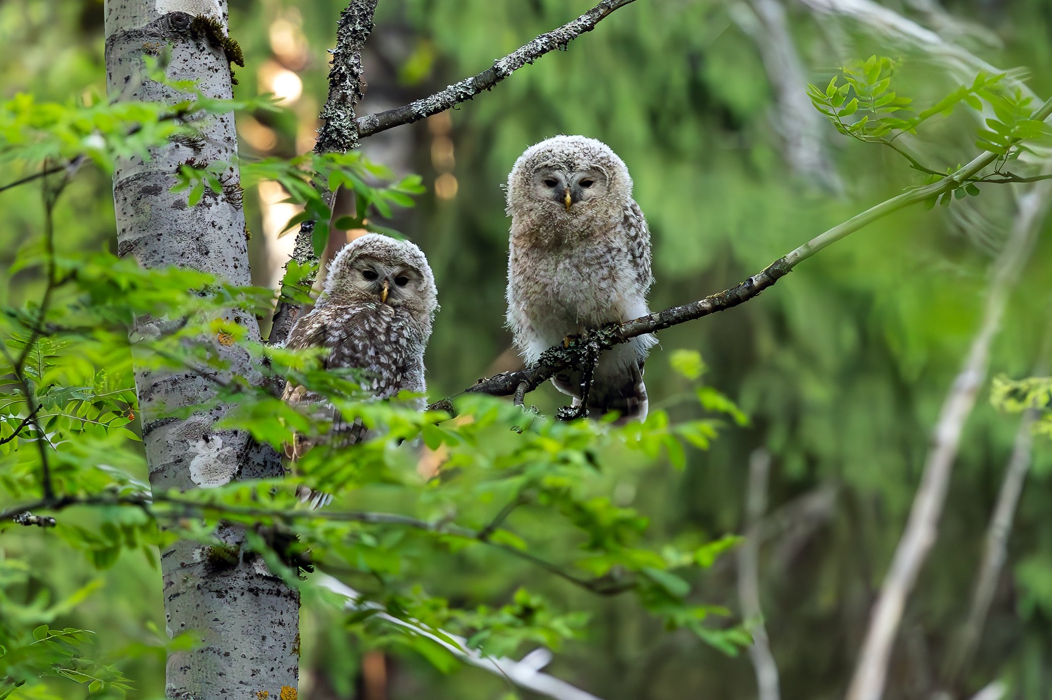 Ural owl, Jyväskylä, 2026