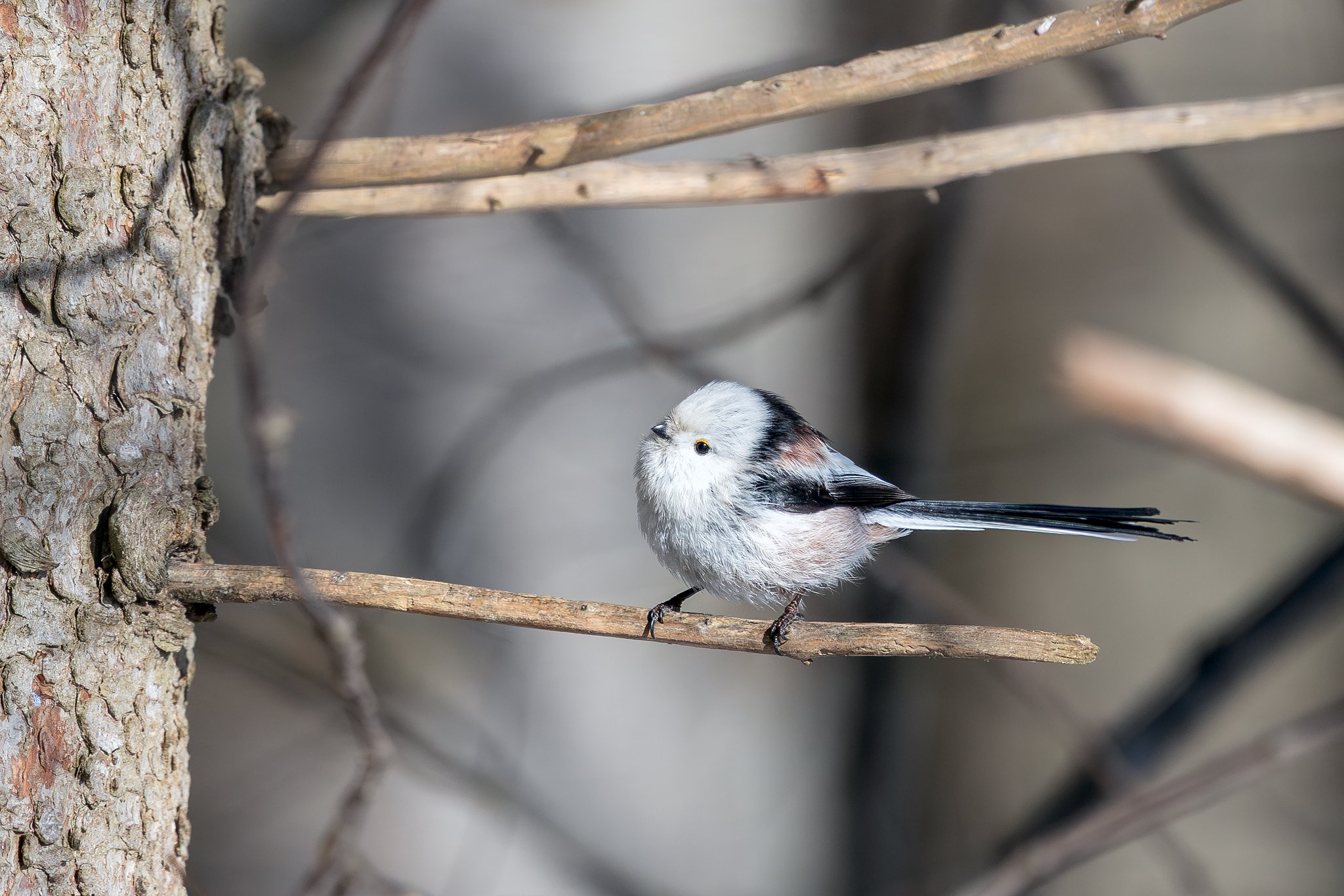 Long-tailed tit, Jyväskylä, 2026