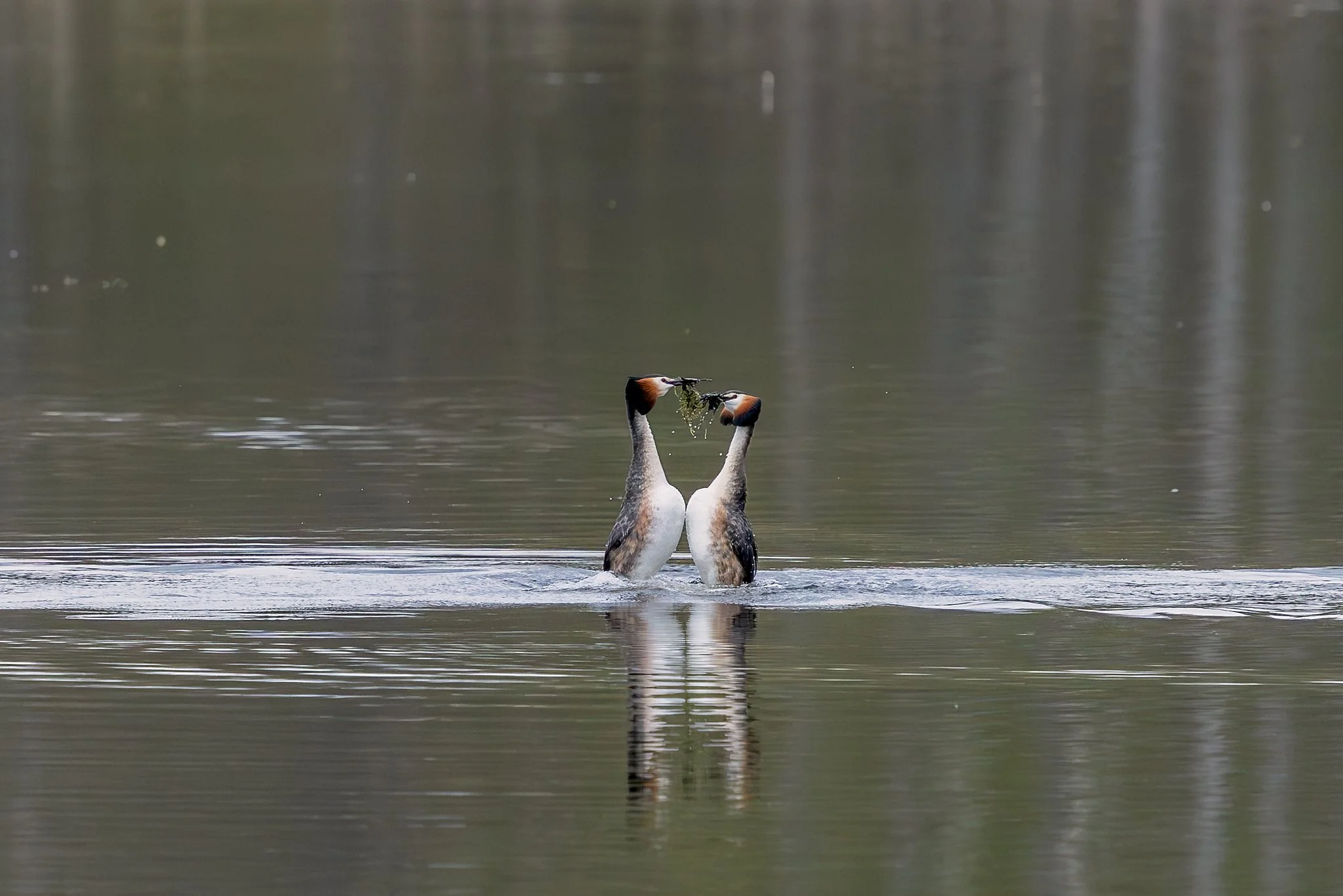 Great crested grebe, Jyväskylä, 2026