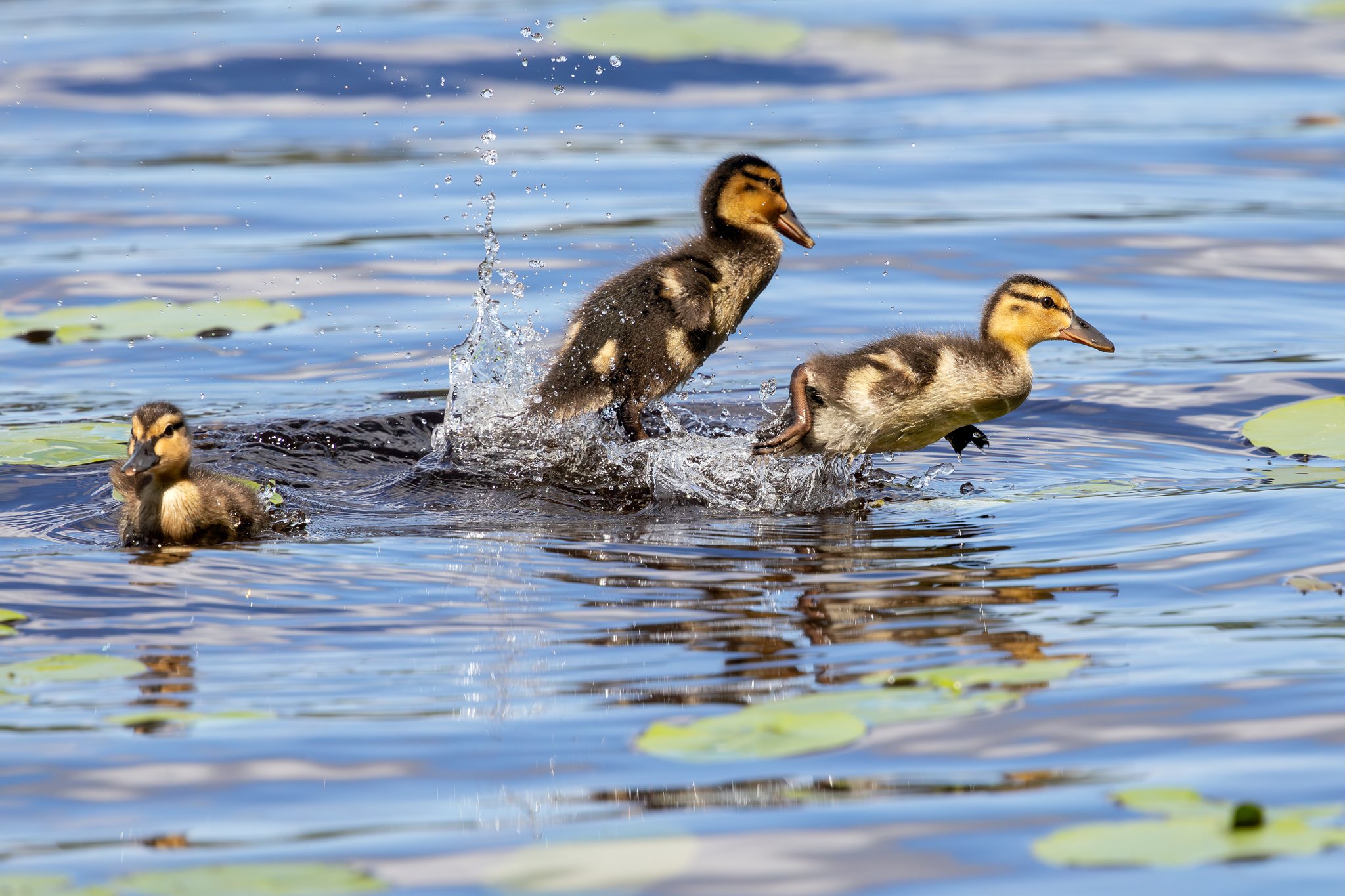 Mallard, Jyväskylä, 2026