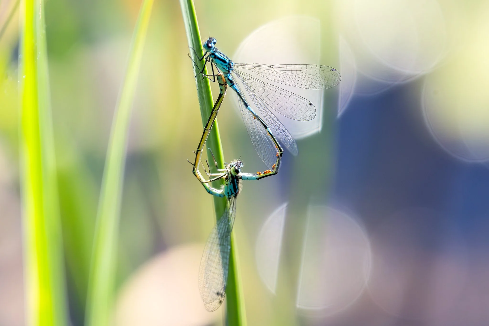 Spearhead bluet, Jyväskylä, 2026