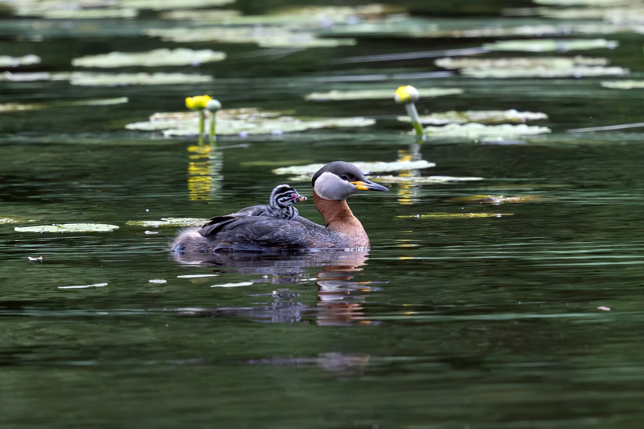 Red-necked grebe, Jyväskylä, 2026