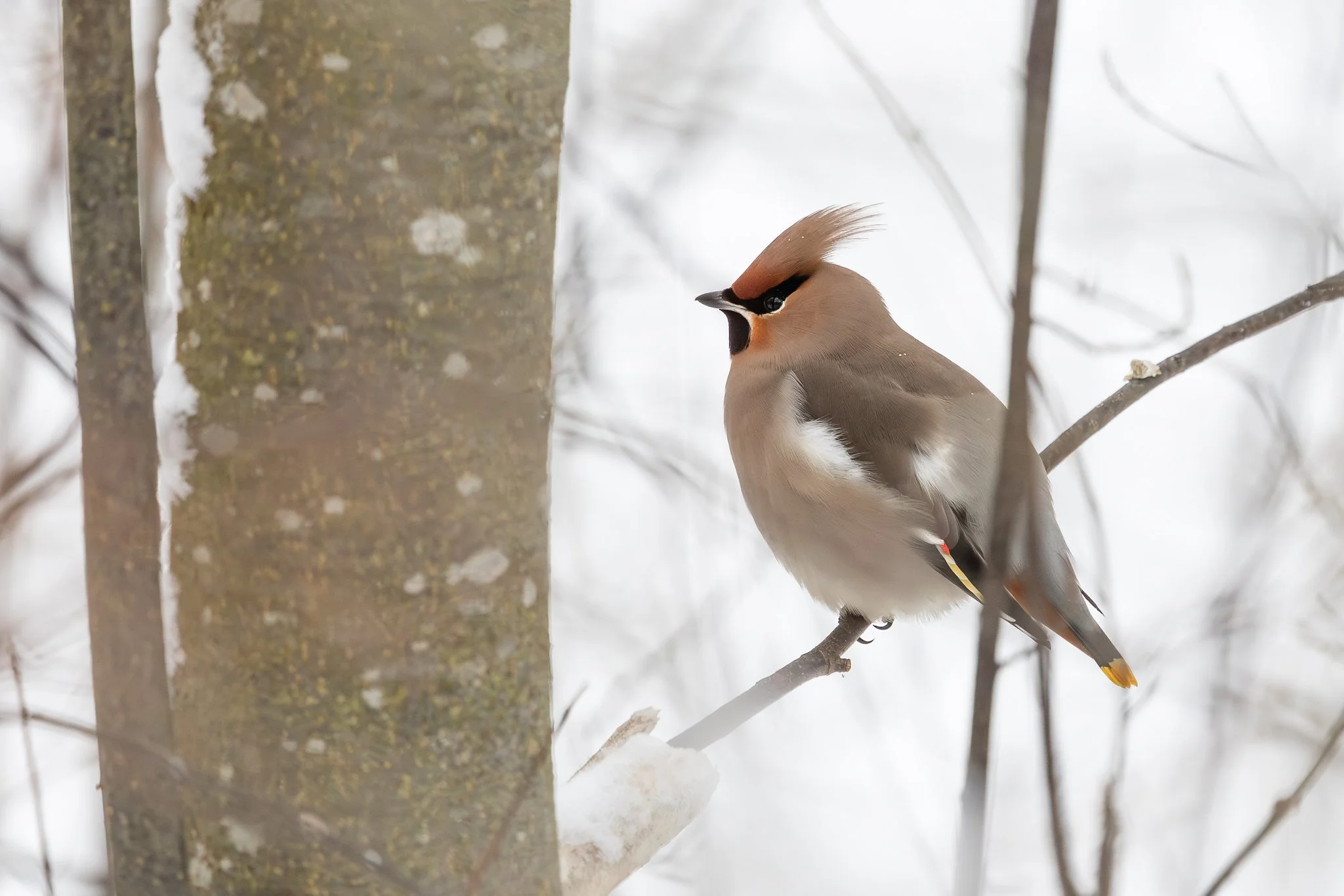 Bohemian waxwing, Jyväskylä, 2026