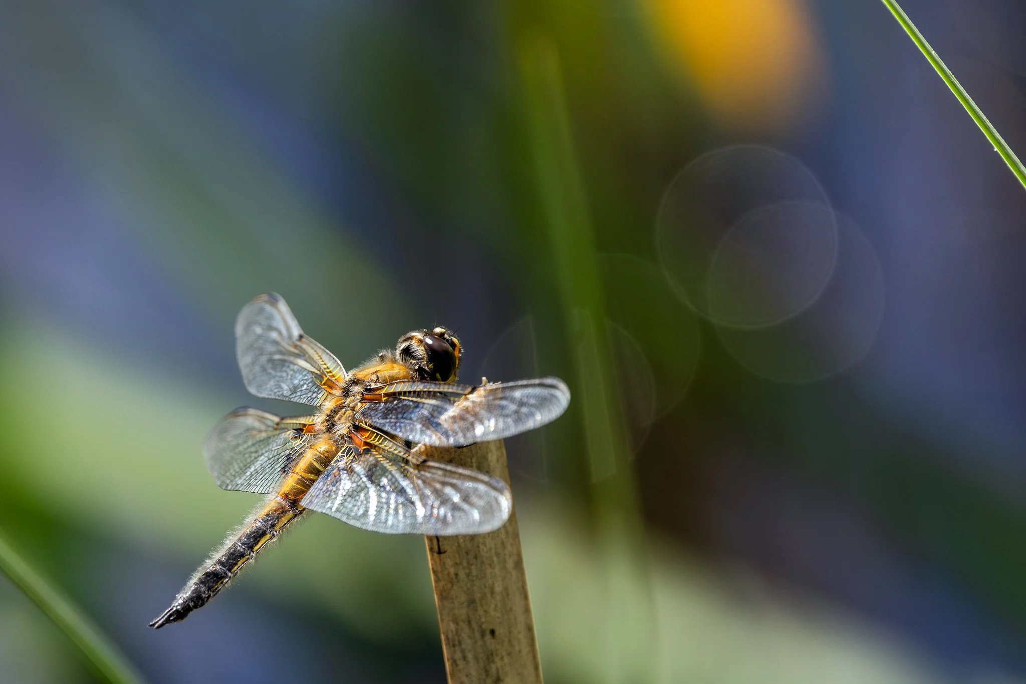 Four-spotted skimmer, Jyväskylä, 2026