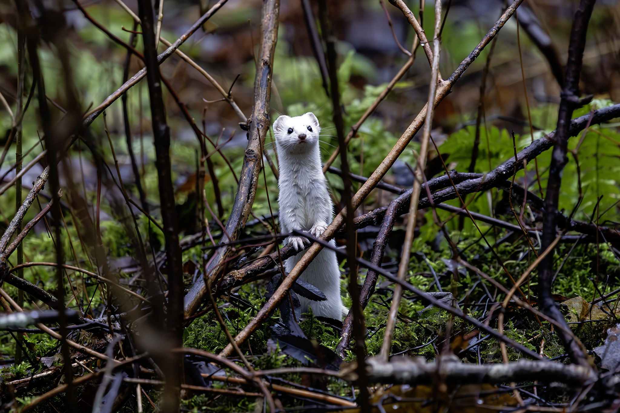 Least weasel, Jyväskylä, 2025