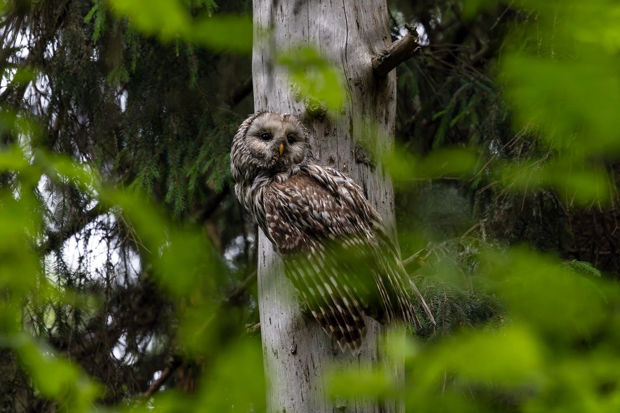 Ural owl, Jyväskylä, 2026