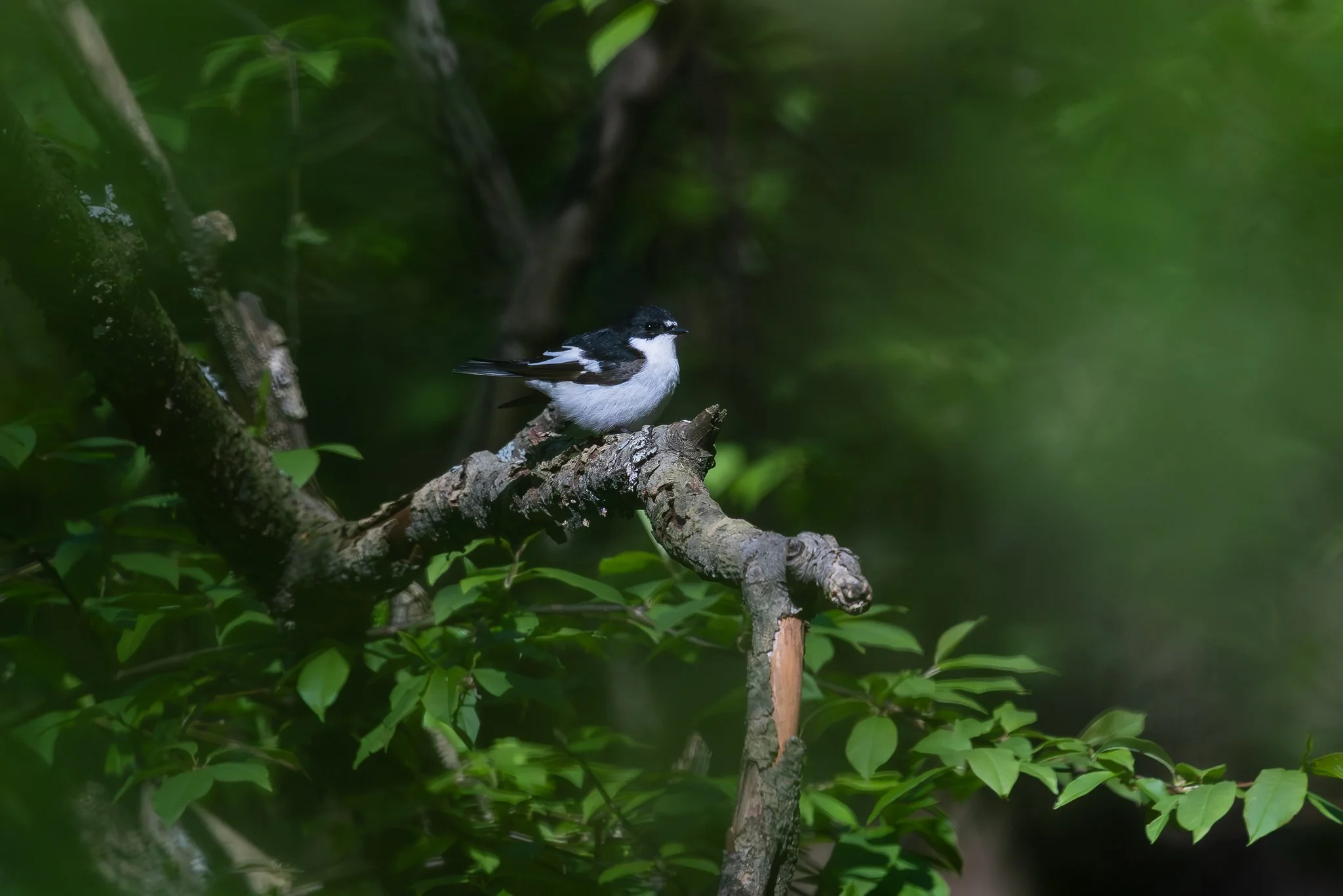 European pied flycatcher, Jyväskylä, 2026