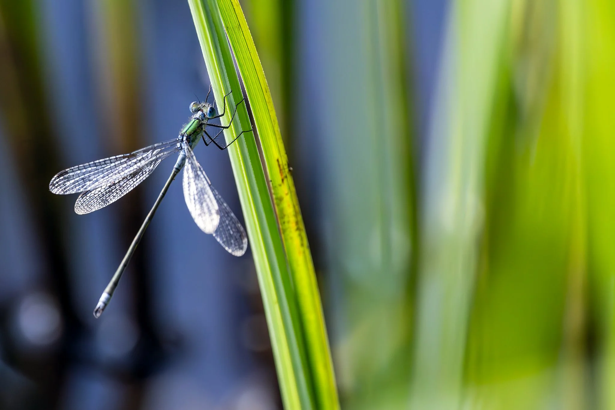 Pond Spreadwing, Jyväskylä, 2026