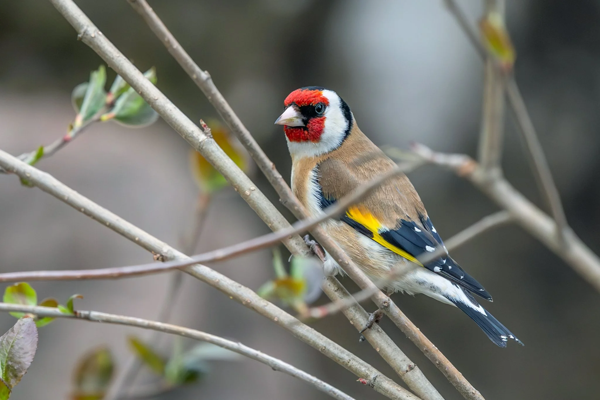 European goldfinch, Jyväskylä, 2026