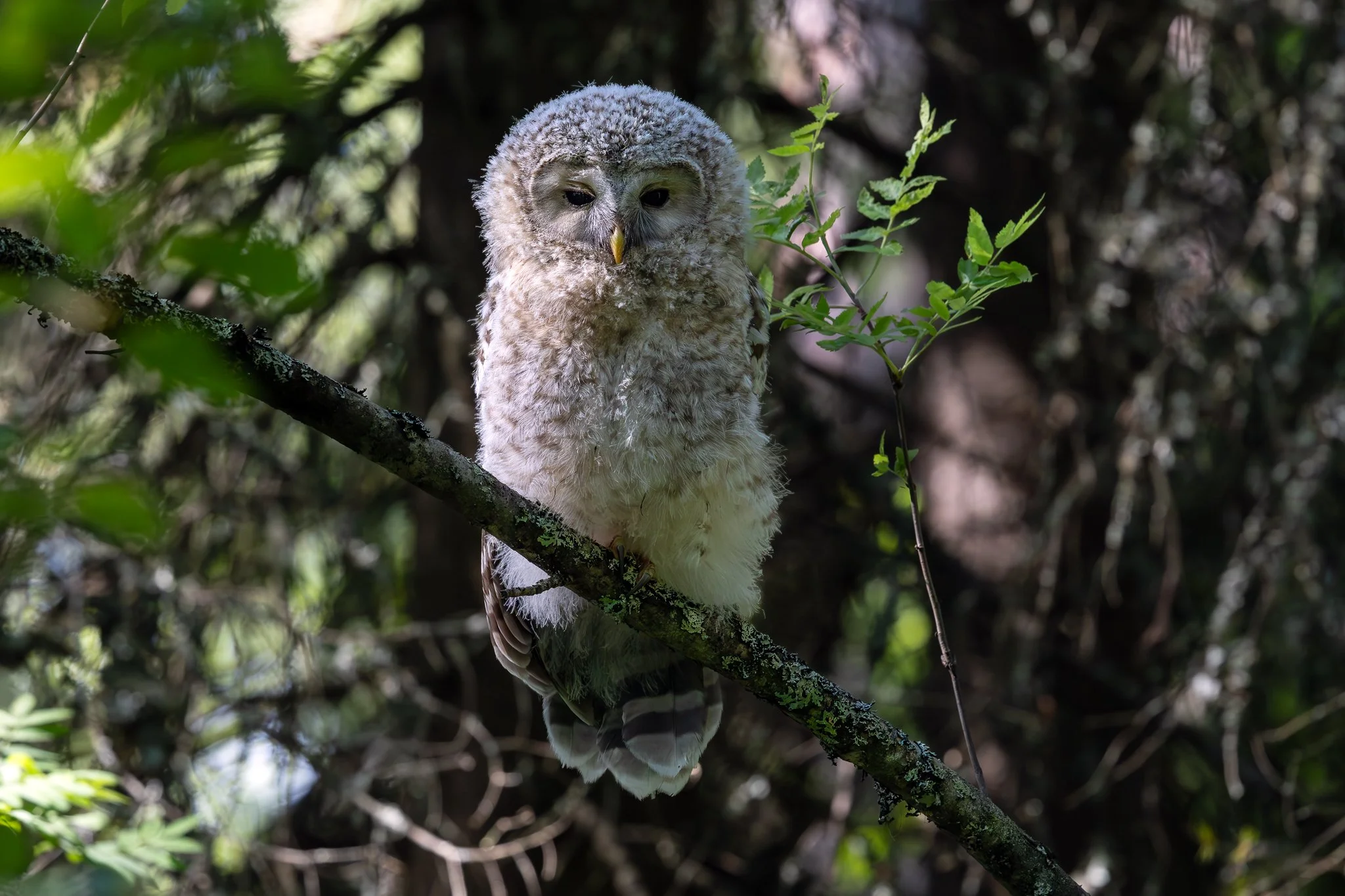 Ural owl, Jyväskylä, 2026