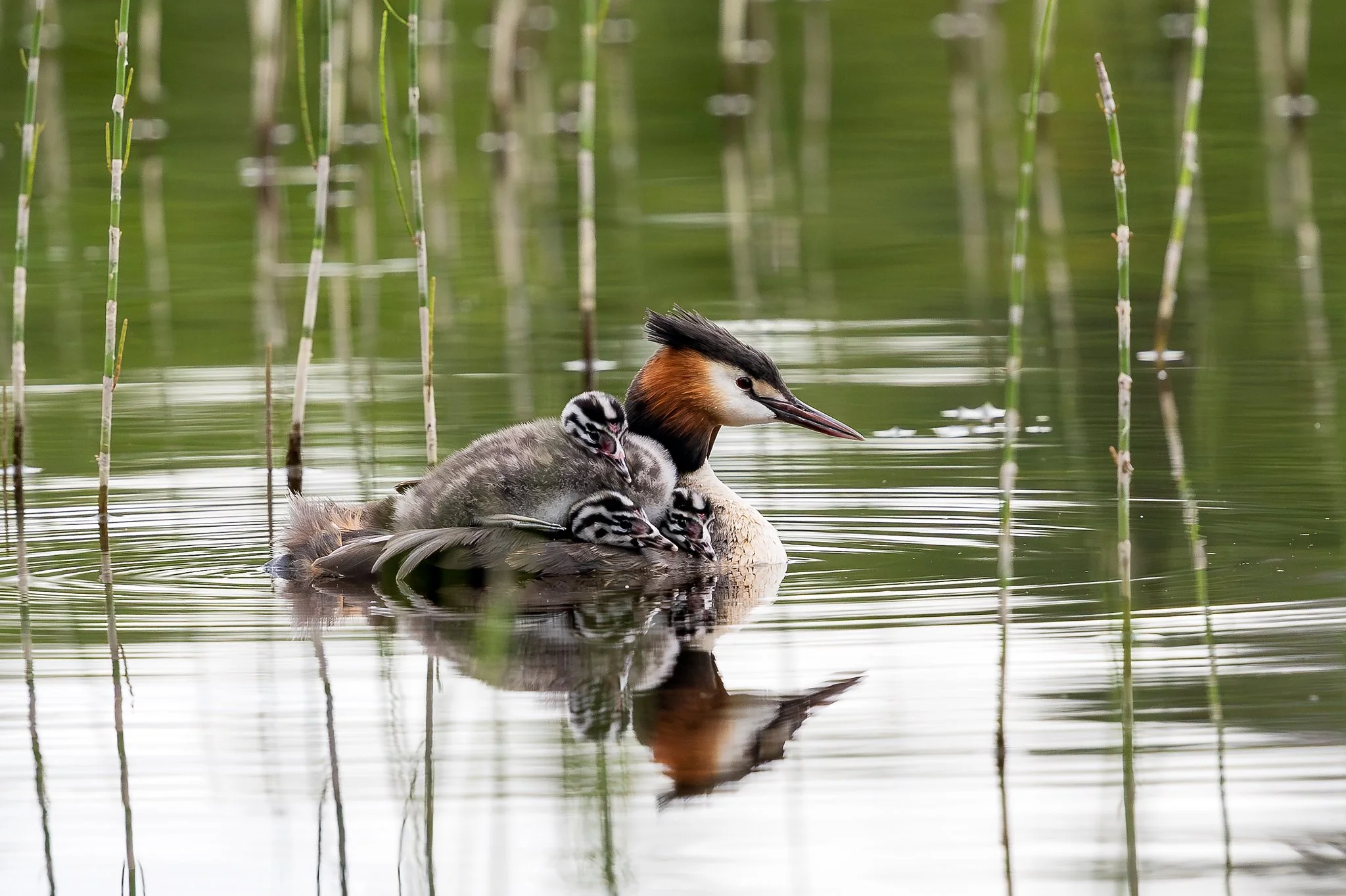Great crested grebe, Jyväskylä, 2026