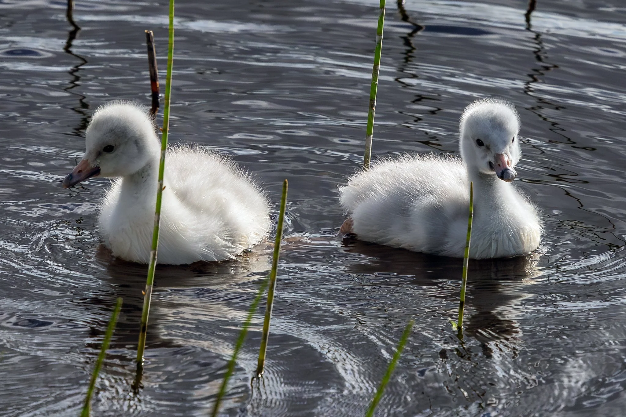 Whooper swan, Jyväskylä, 2026