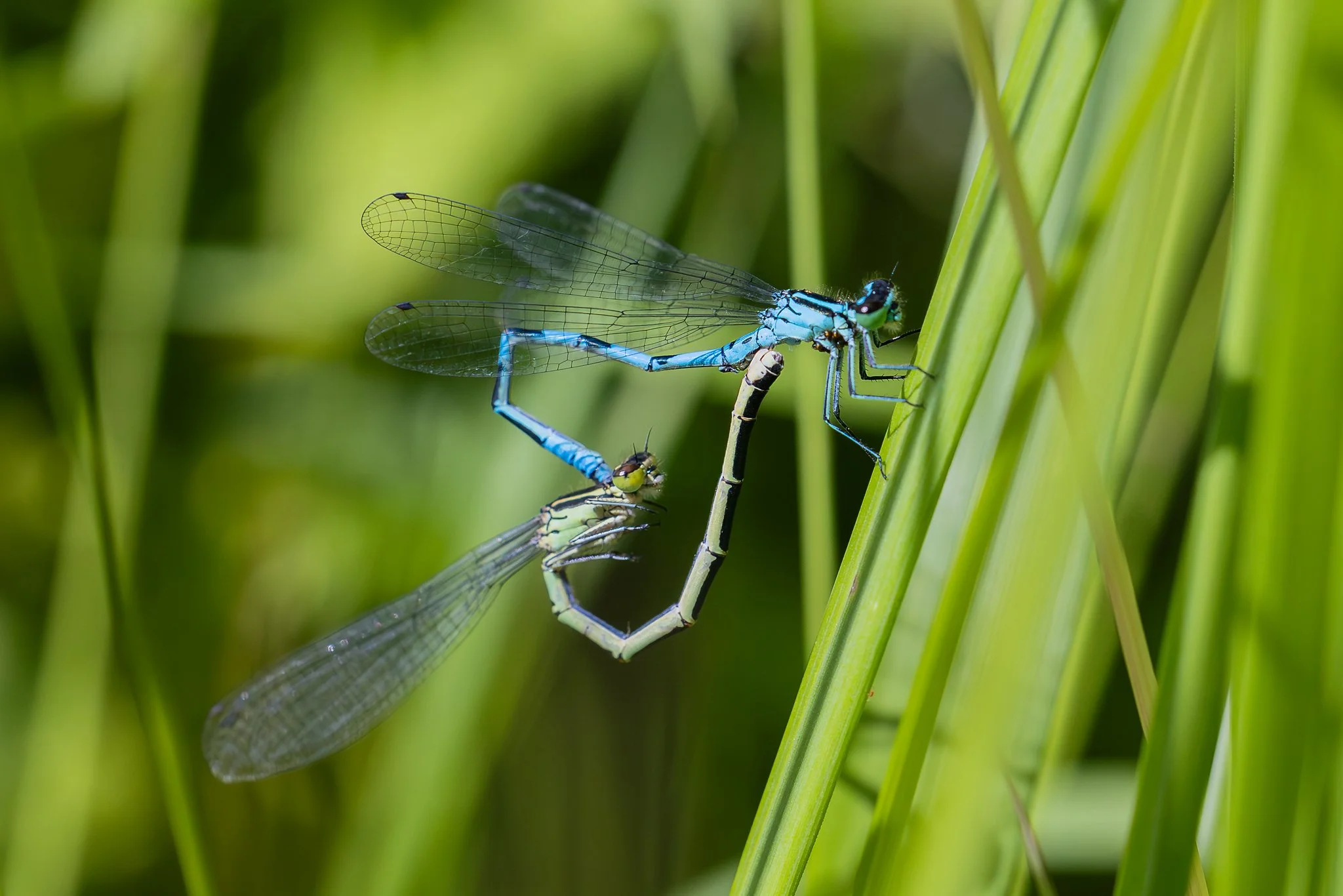Spearhead bluet, Jyväskylä, 2026