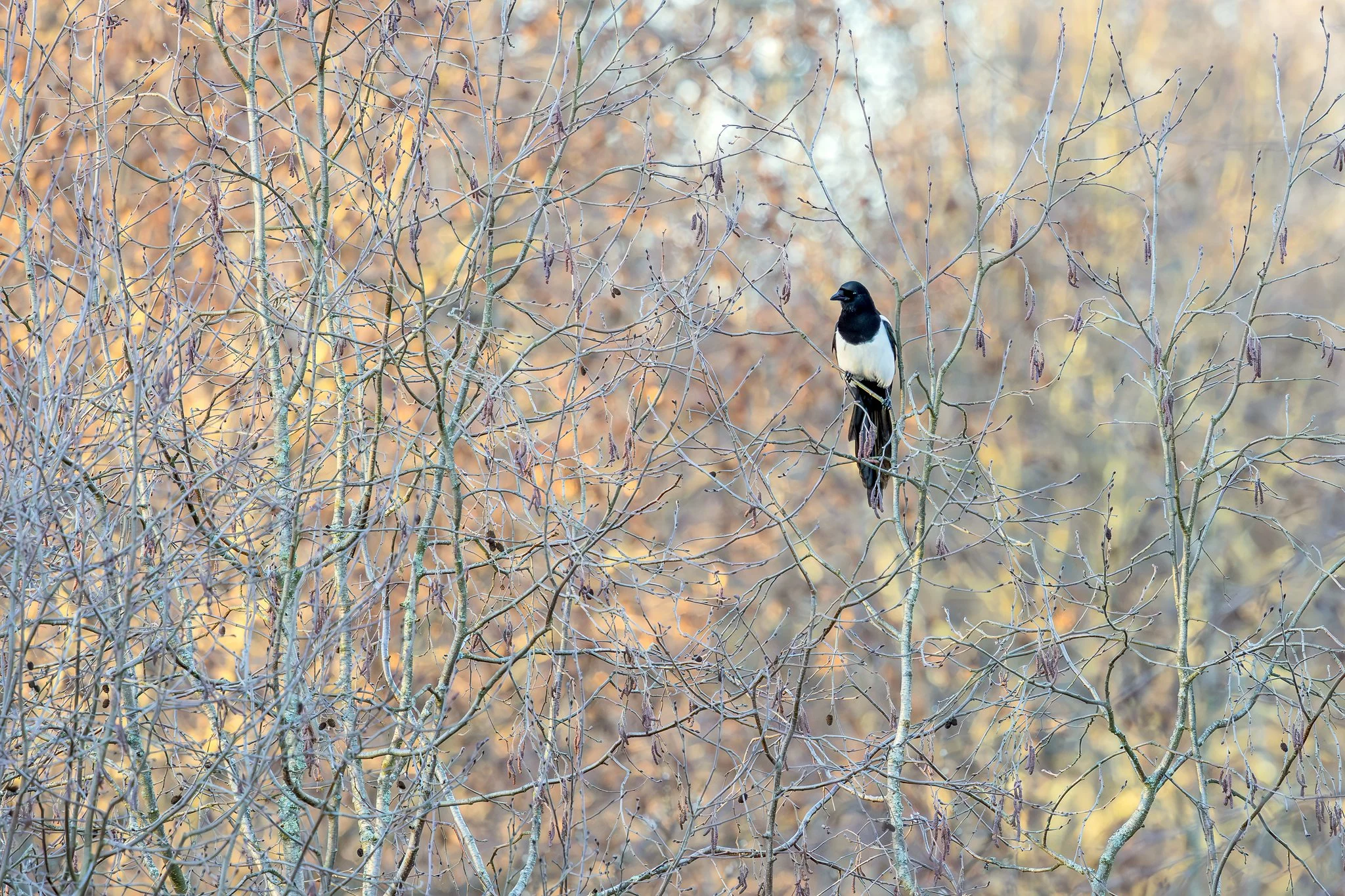 Eurasian magpie, Jyväskylä, 2026