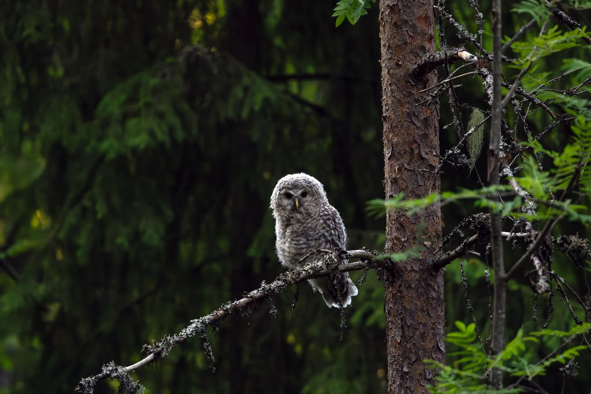 Ural owl, Jyväskylä, 2026