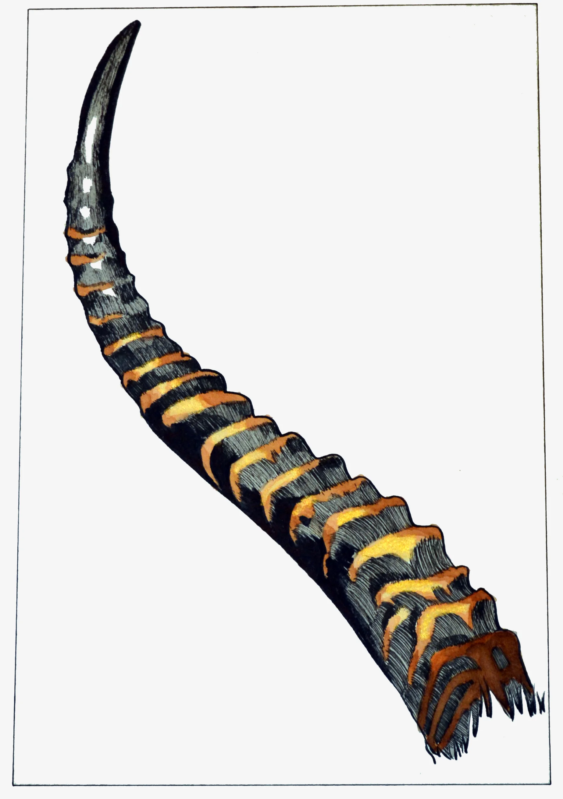 horn unnamed.jpg