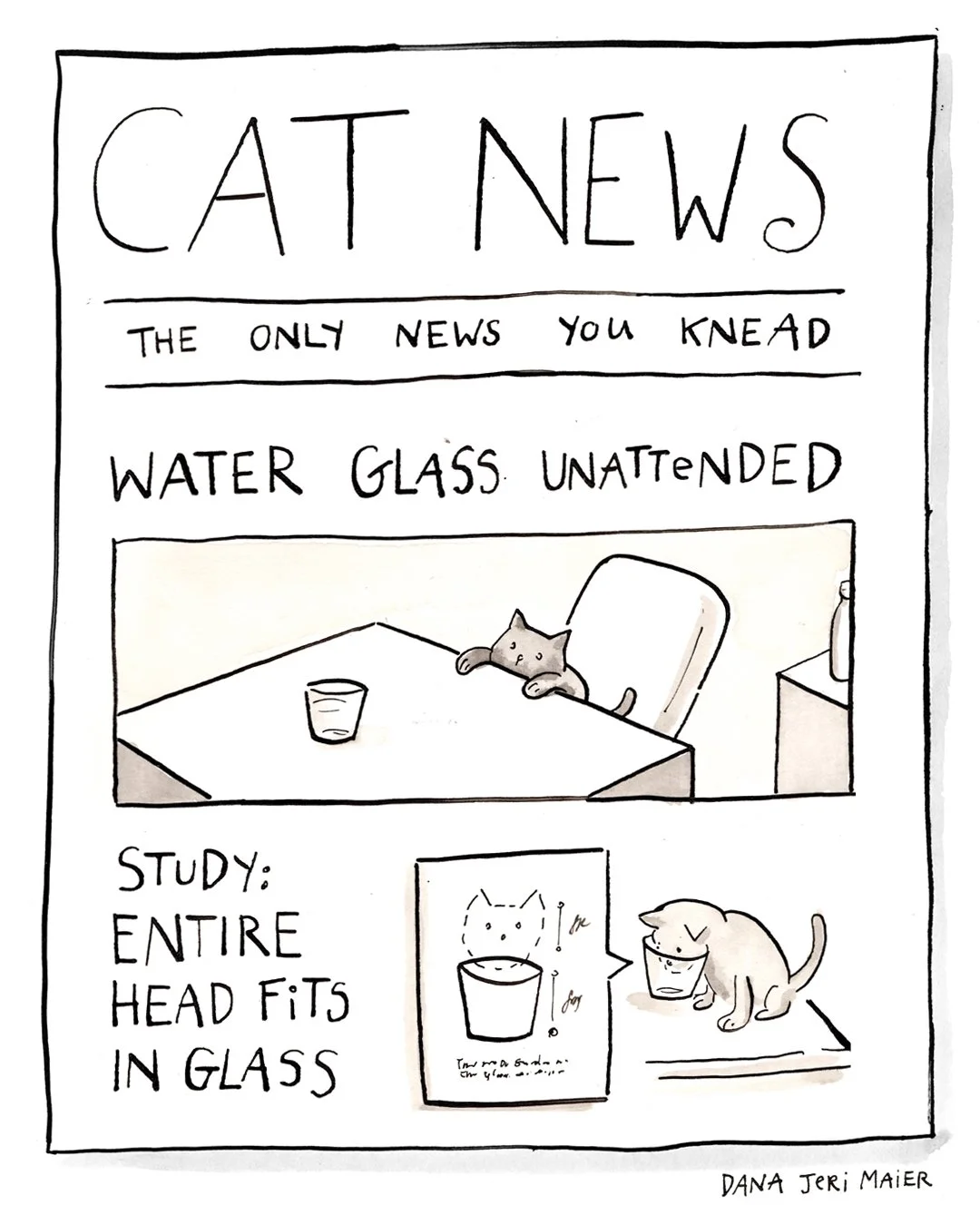 IG_CatNews8.jpg