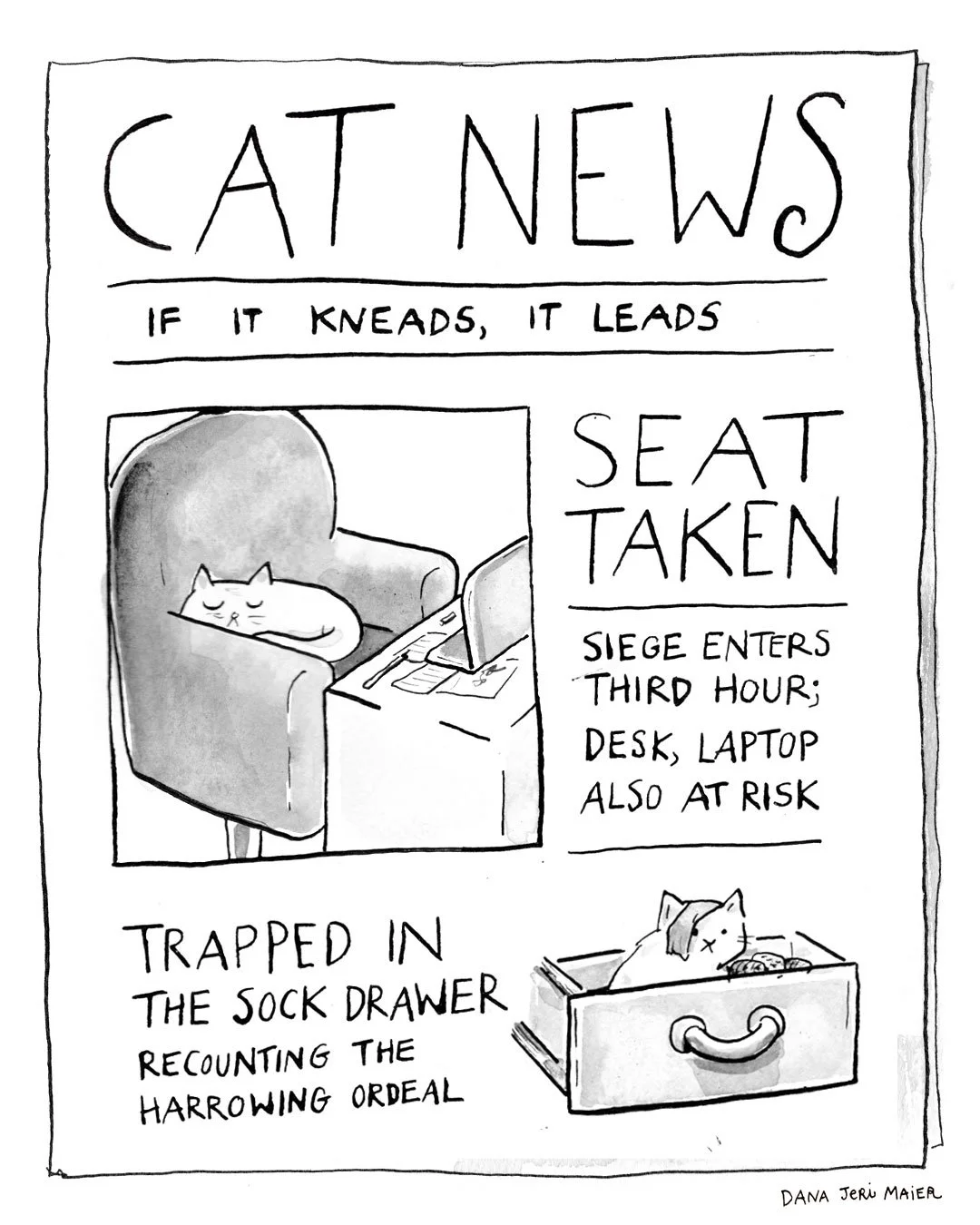 IG_CatNews5.jpg
