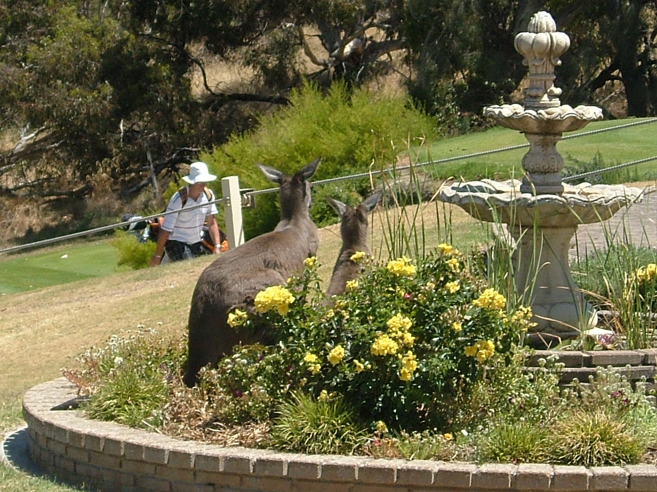 Kangaroos at the Clubhouse fountain