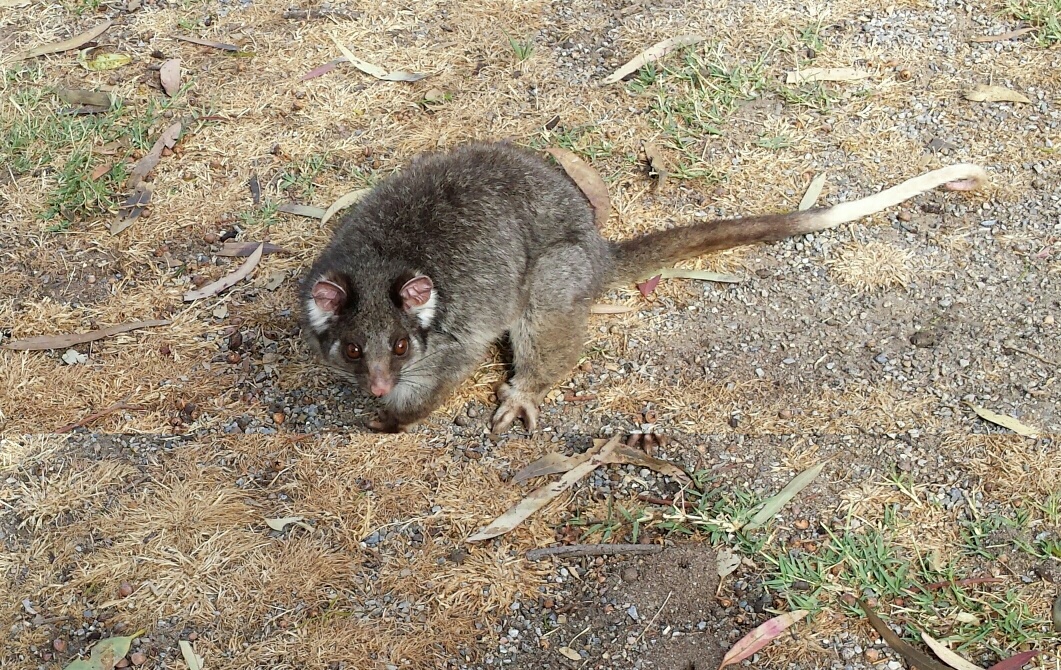 Ring tail possum