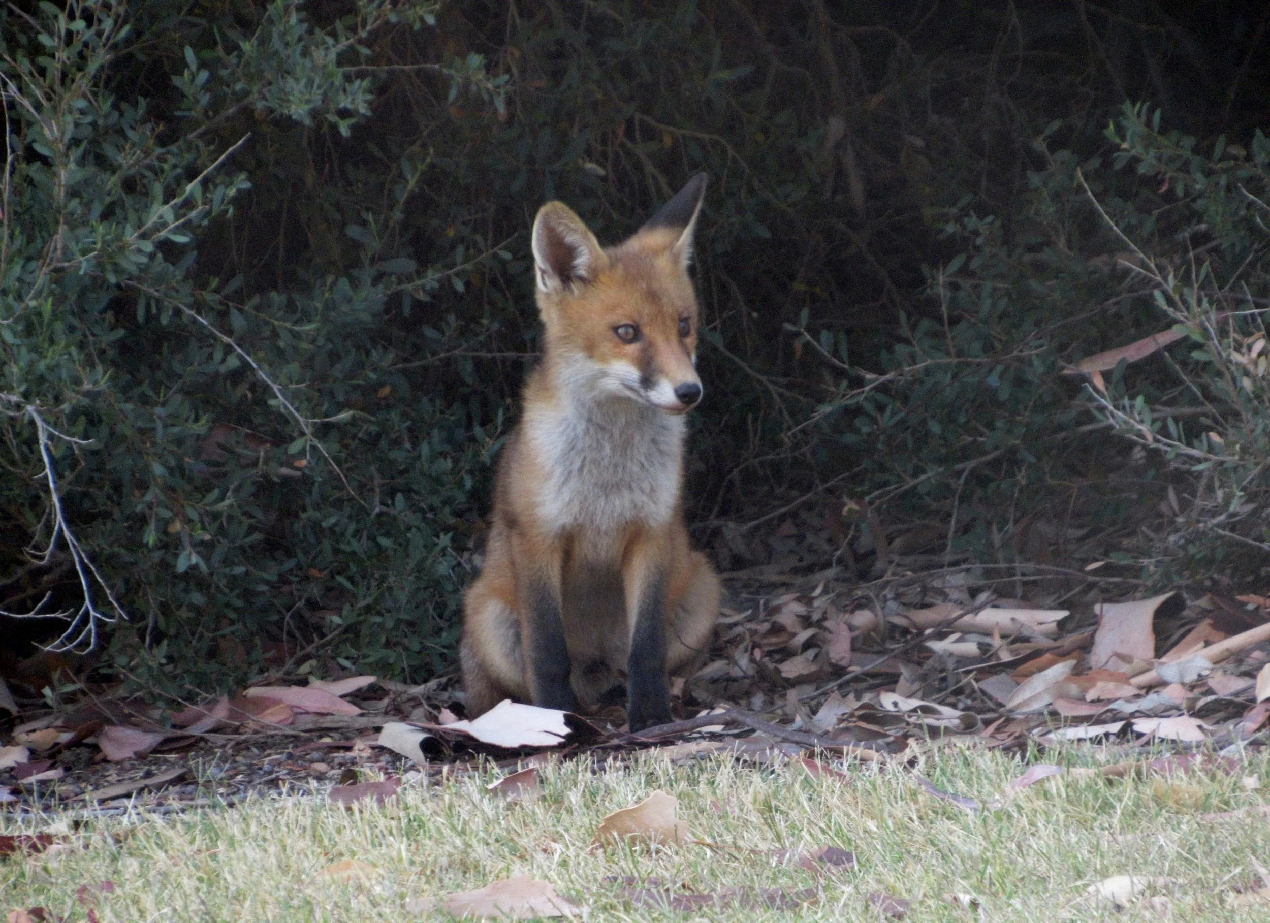 Feral Fox cub