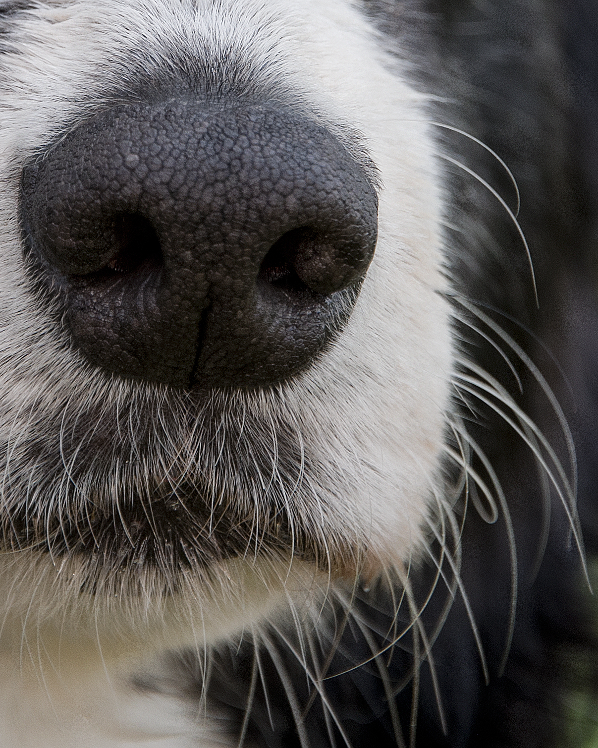 Noses005.jpg