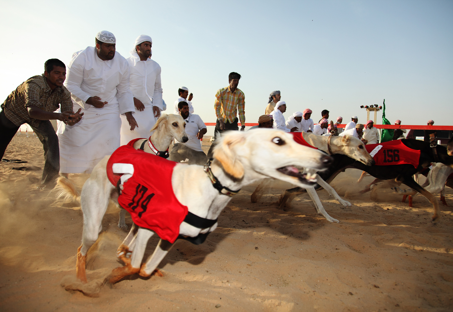 the cat doctor new hyde park