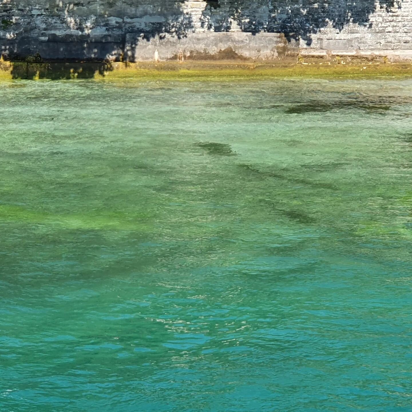 Sommerfarben.

#sommeramsee #bodensee #newcolours #waterpalette #freshwateralgae #wasserpflanzen