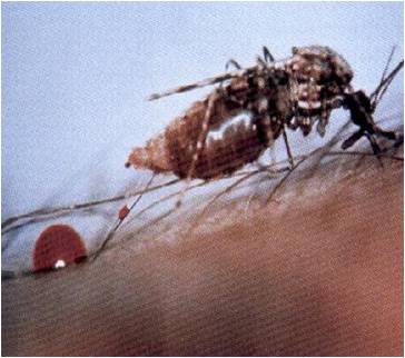 El movimiento humano casa por casa impulsa el dengue