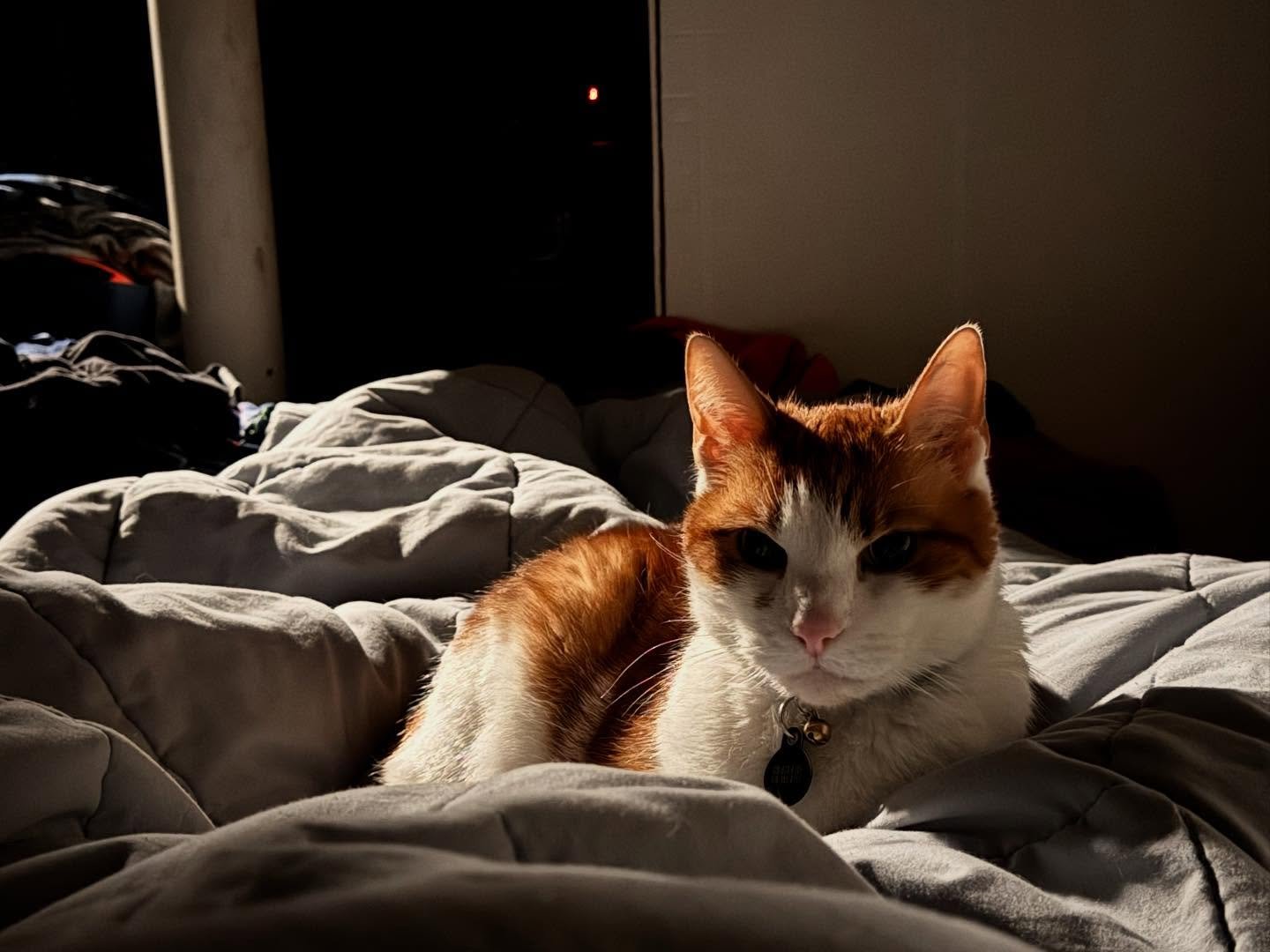 Today we sadly said goodbye to our talkative lovable orange boy, Frank. He was loved dearly and he knew it. I&rsquo;ll miss the constant climbing on my face for attention, how soft your fur was and the weird way you would meow. See you on the other s