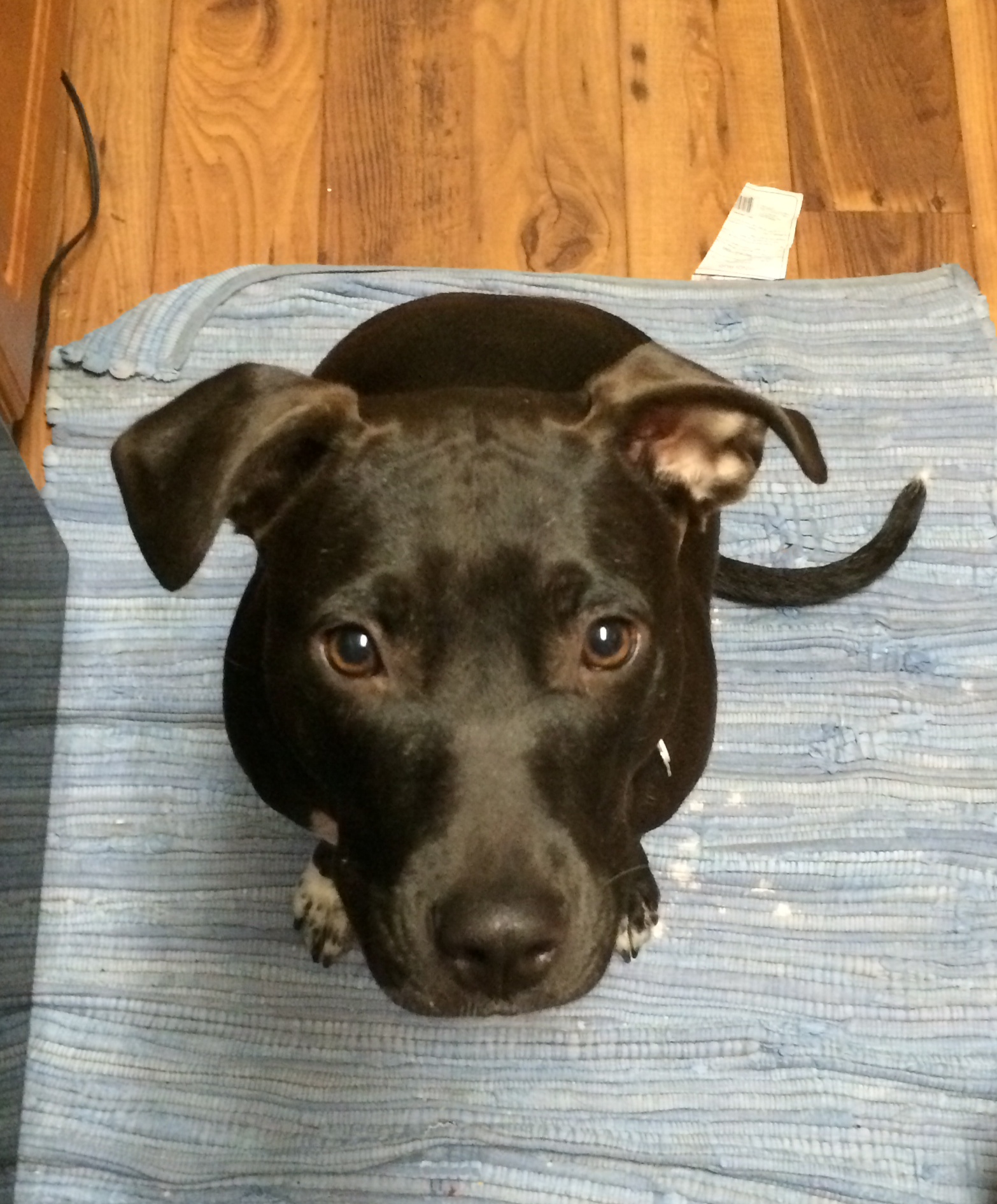 Mollie is an Italian Greyhound mixed that loves to talk to me in her own special way. She belongs to Shane and Lana. 