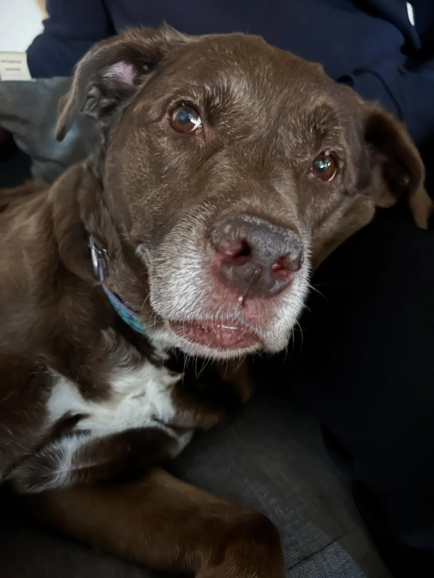 Rosie and I have had a crazy week since we found out Monday she has a torn CCL (like an ACL in humans). She has a pre-op scheduled Tuesday and will have surgery in a couple of weeks on her back leg. 

As you can imagine, her mom (me) is stressed out 