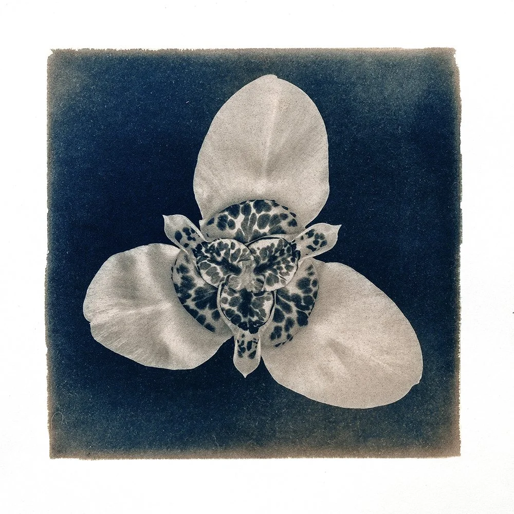 FLOWER .jpg